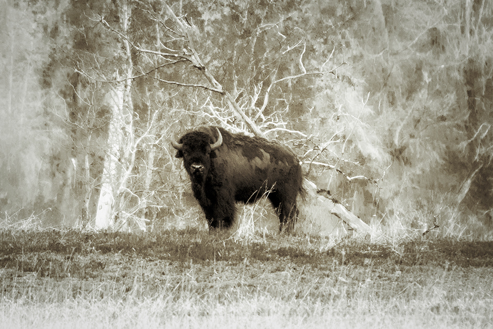 Nikon 1 V3 sample photo. American bison - grand teton np photography