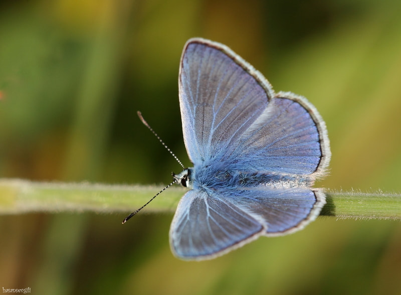 Sigma APO Macro 150mm f/2.8 EX DG HSM sample photo. Blue photography