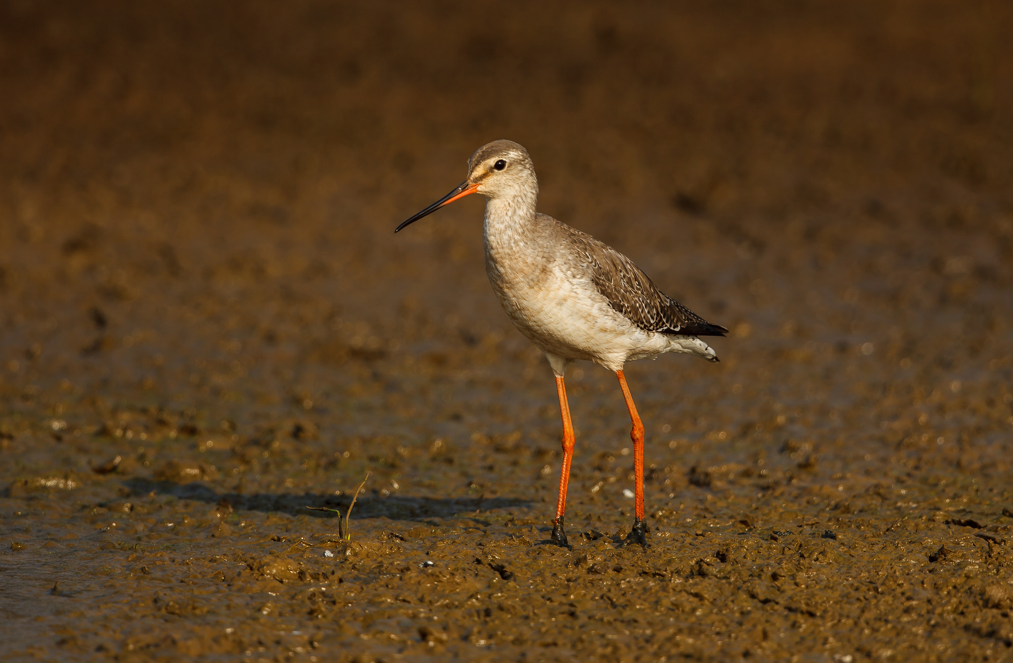 Canon EOS-1D Mark IV + Canon EF 500mm F4L IS II USM sample photo. Spotted redshank photography