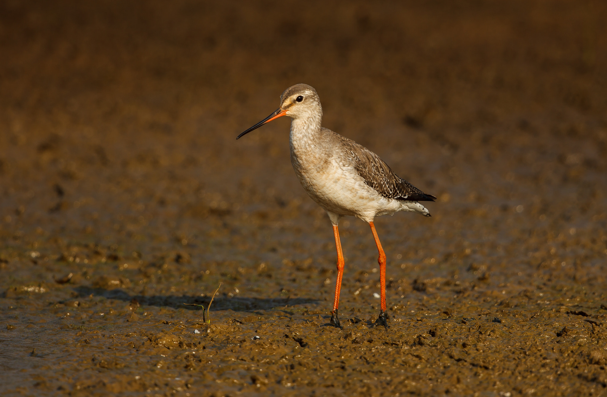 Canon EOS-1D Mark IV sample photo. Spotted redshank photography
