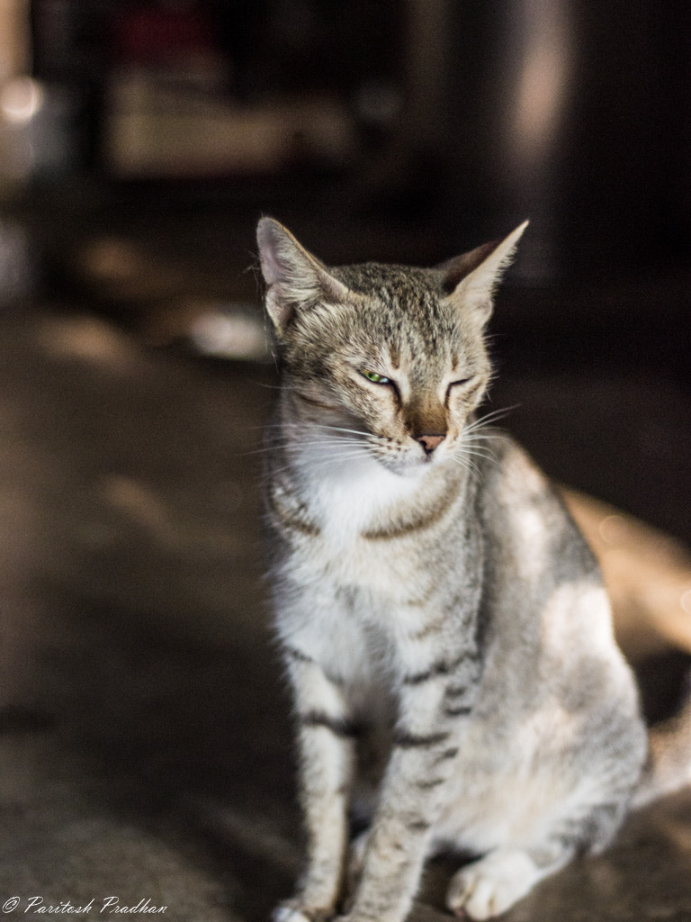 Nikon D3100 + AF Nikkor 50mm f/1.8 sample photo. ||cat portrait || photography