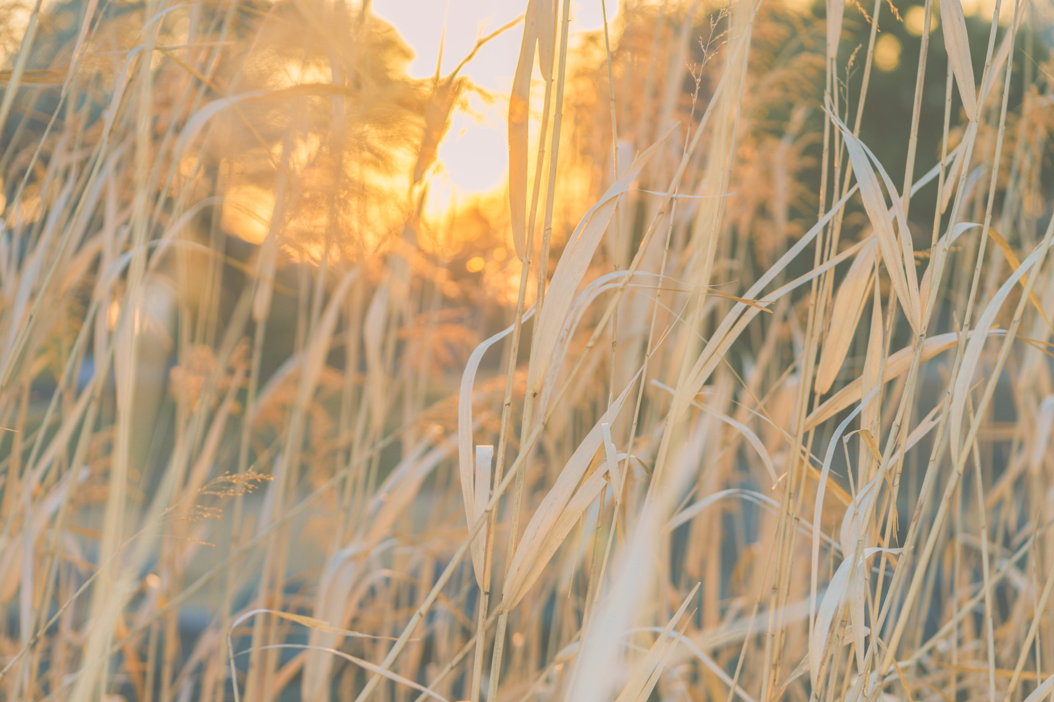 Sony a7 II + Sony FE 90mm F2.8 Macro G OSS sample photo. Japanese silver grass in spring & morning sun photography