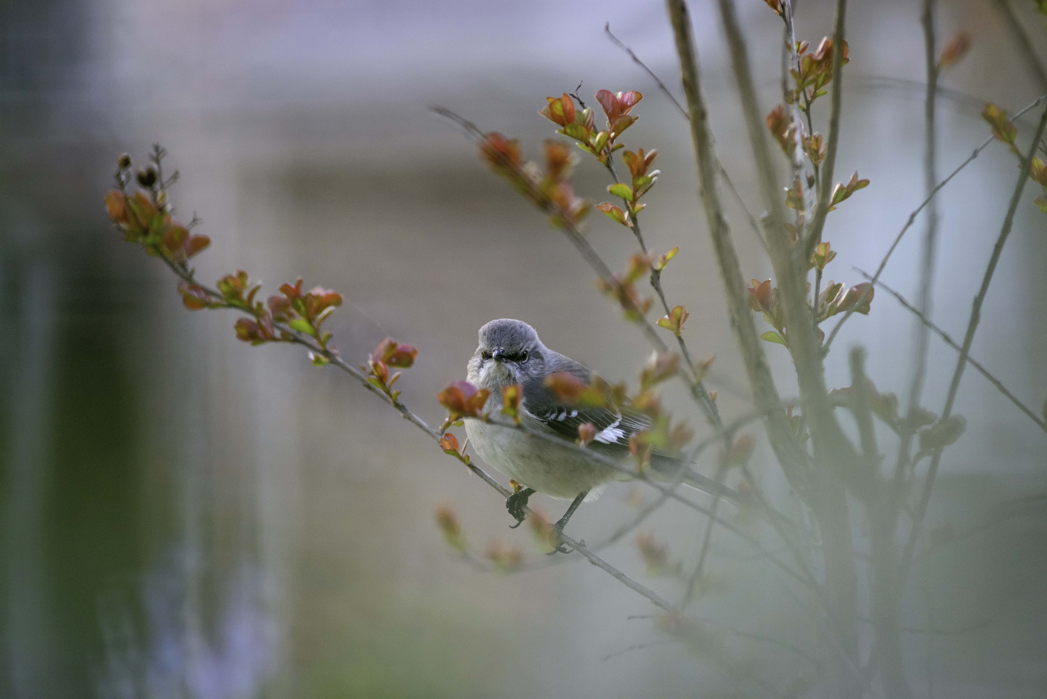 Nikon AF-S Nikkor 300mm F2.8G ED VR II sample photo. Mocking bird, spring morning photography