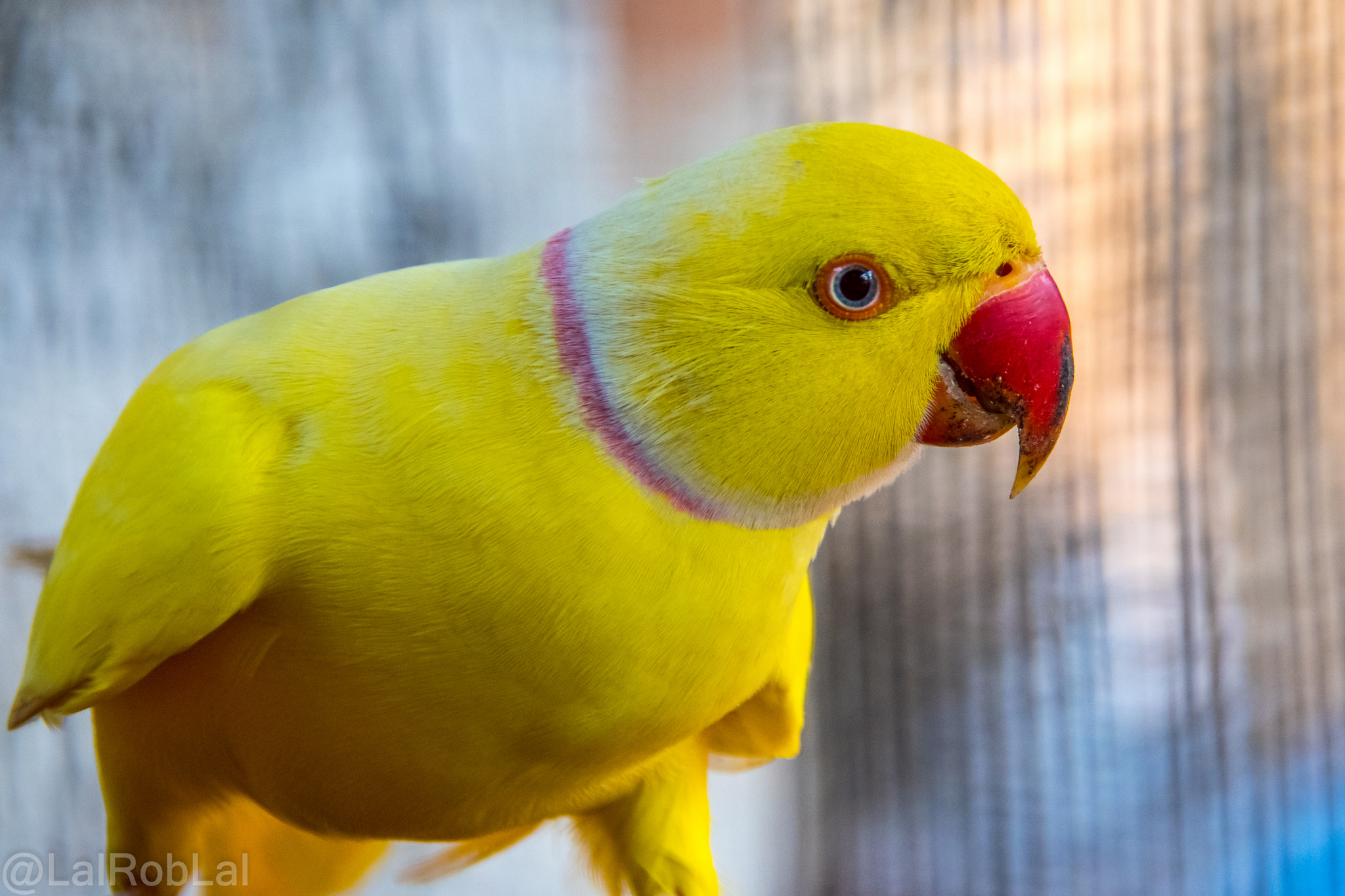 Nikon D5500 sample photo. Parrot photography