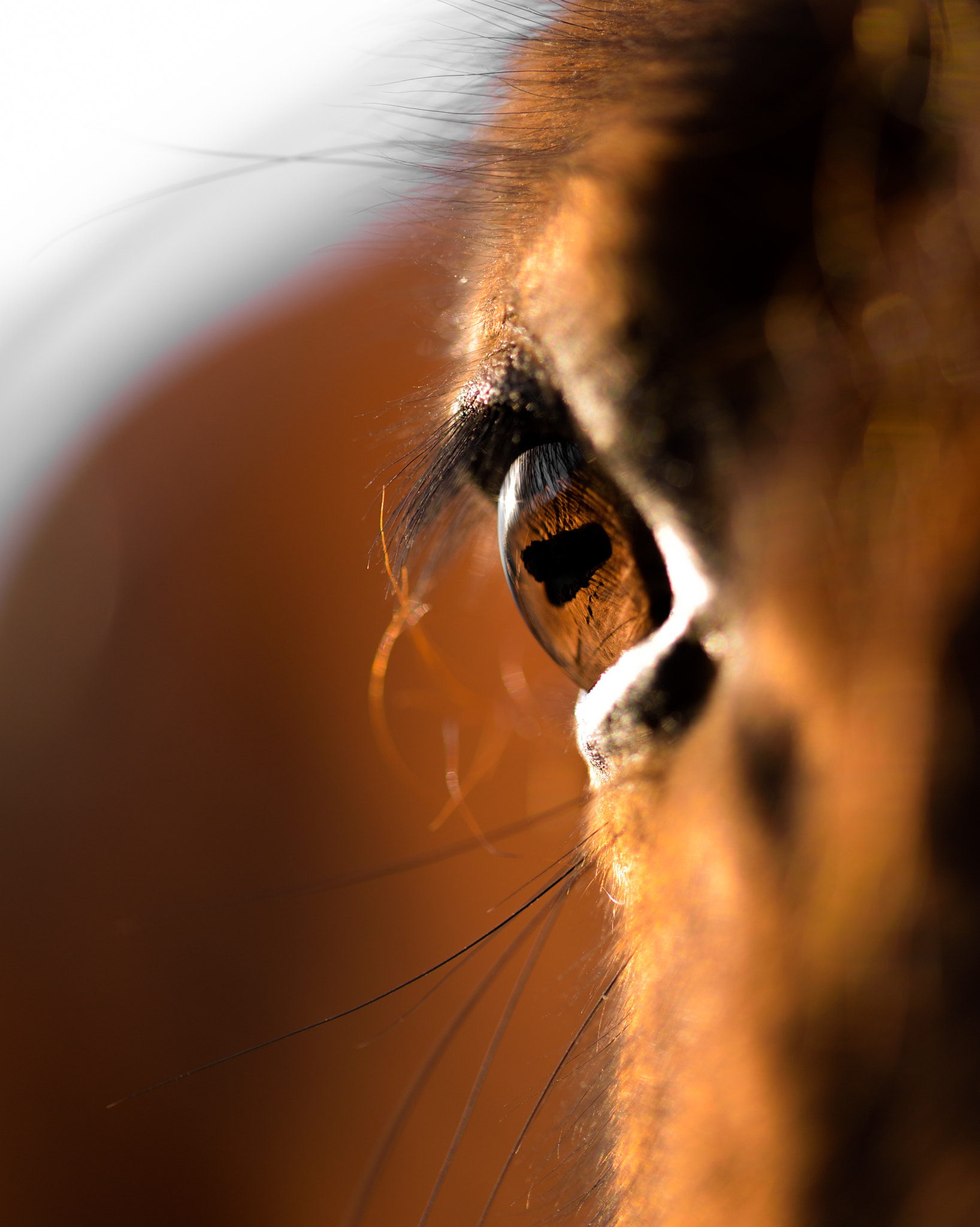 Sigma 105mm F2.8 EX DG OS HSM sample photo. Animal macro 02 photography