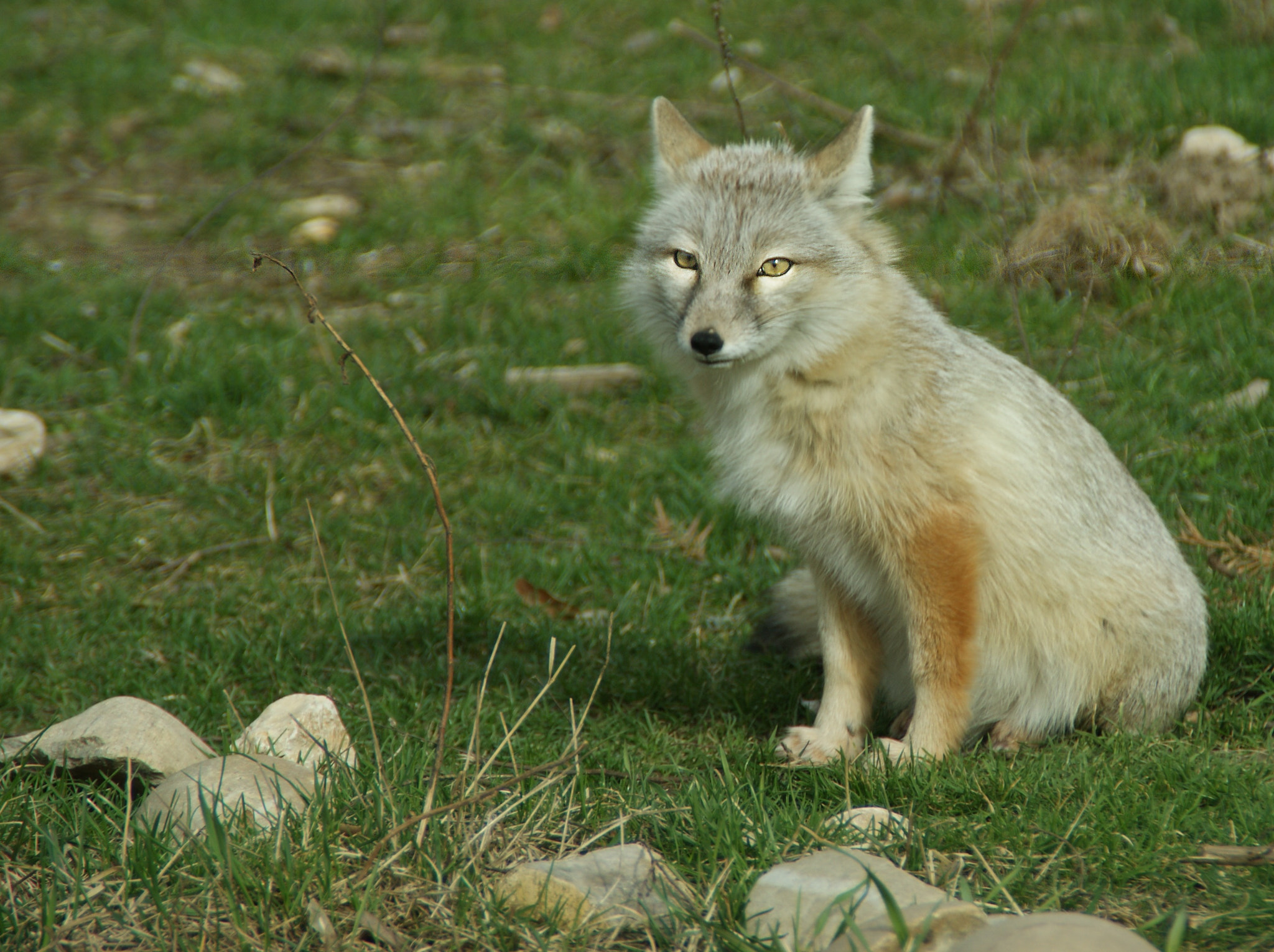 Sony Alpha DSLR-A290 sample photo. Desert fox photography