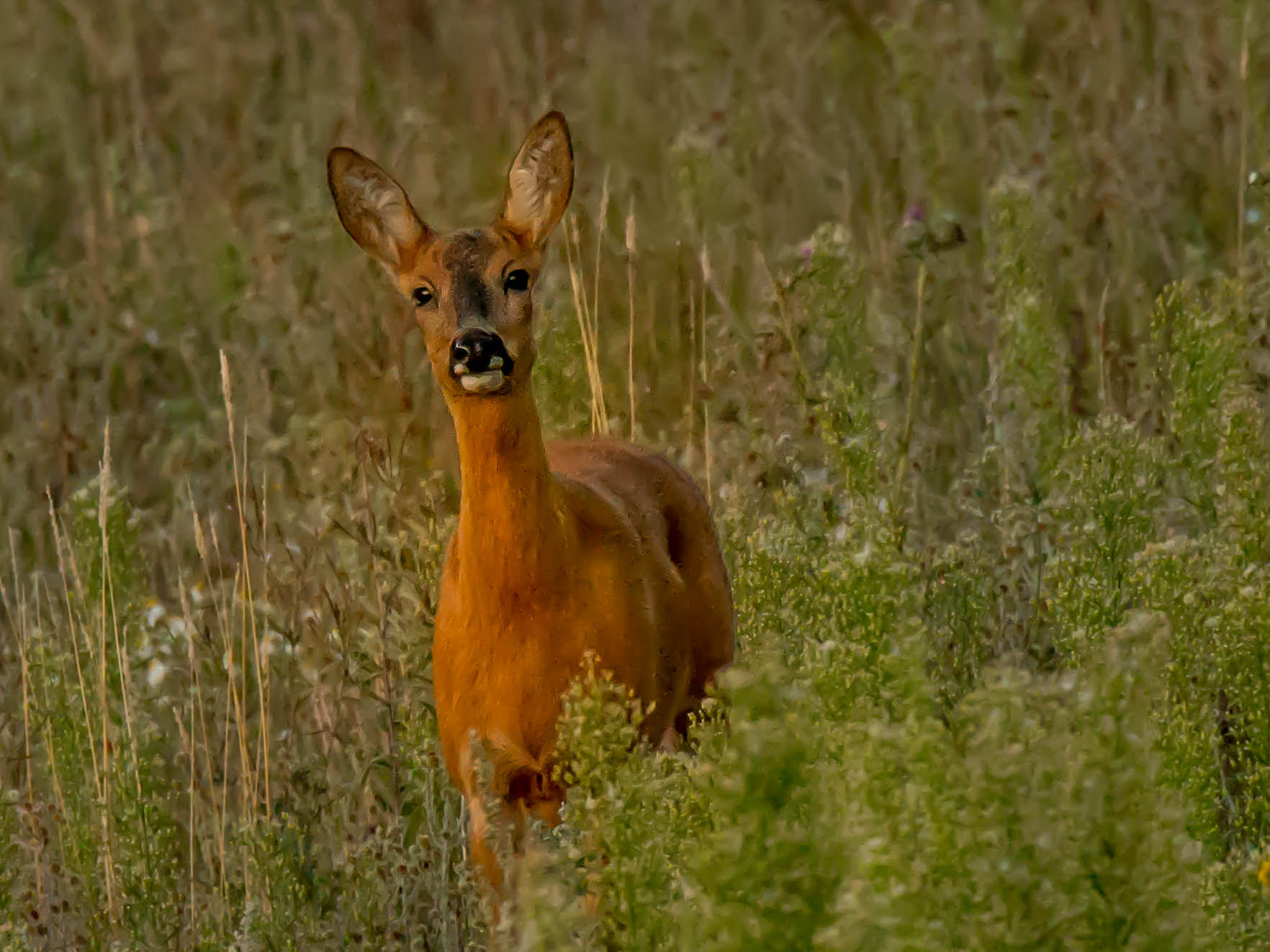 Canon EOS 70D + 150-600mm F5-6.3 DG OS HSM | Sports 014 sample photo. Deer photography