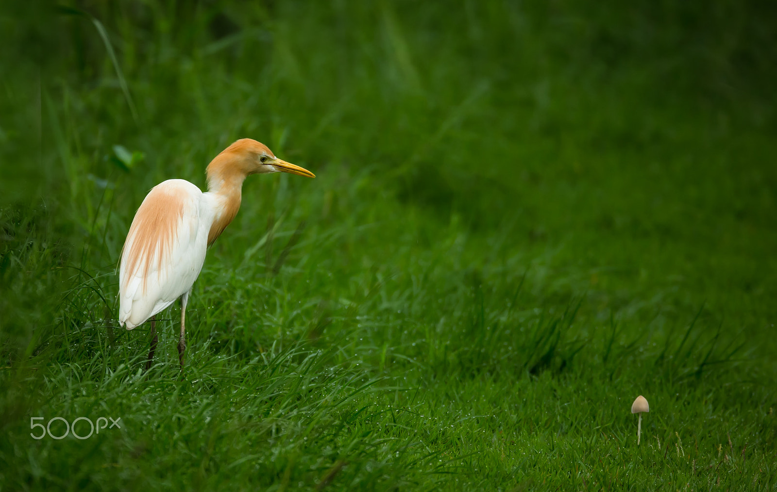 Canon EOS-1D X + Canon EF 800mm F5.6L IS USM sample photo. This  tastes good? photography