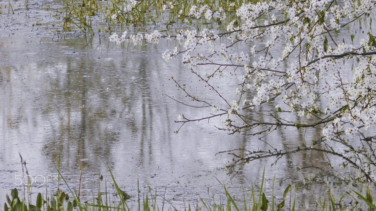 Olympus SP-620UZ sample photo. The bloom of cherry blossoms photography