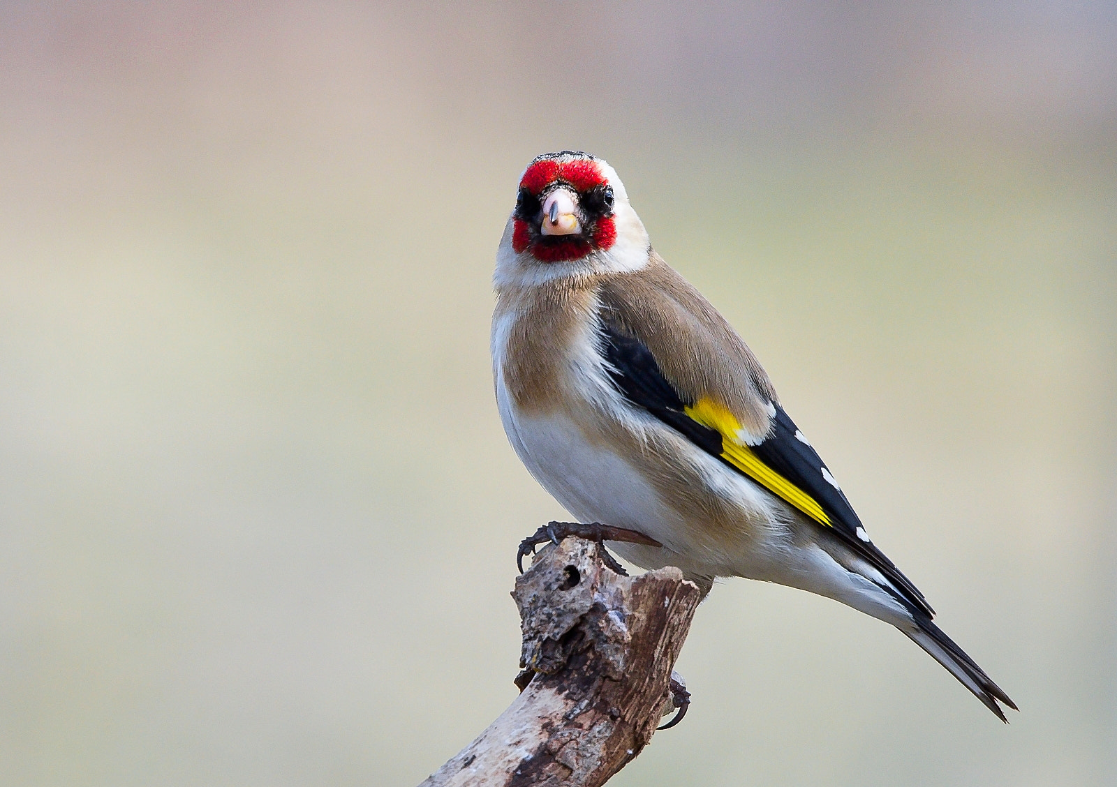 Sigma 120-400mm F4.5-5.6 DG OS HSM sample photo. Goldfinch photography