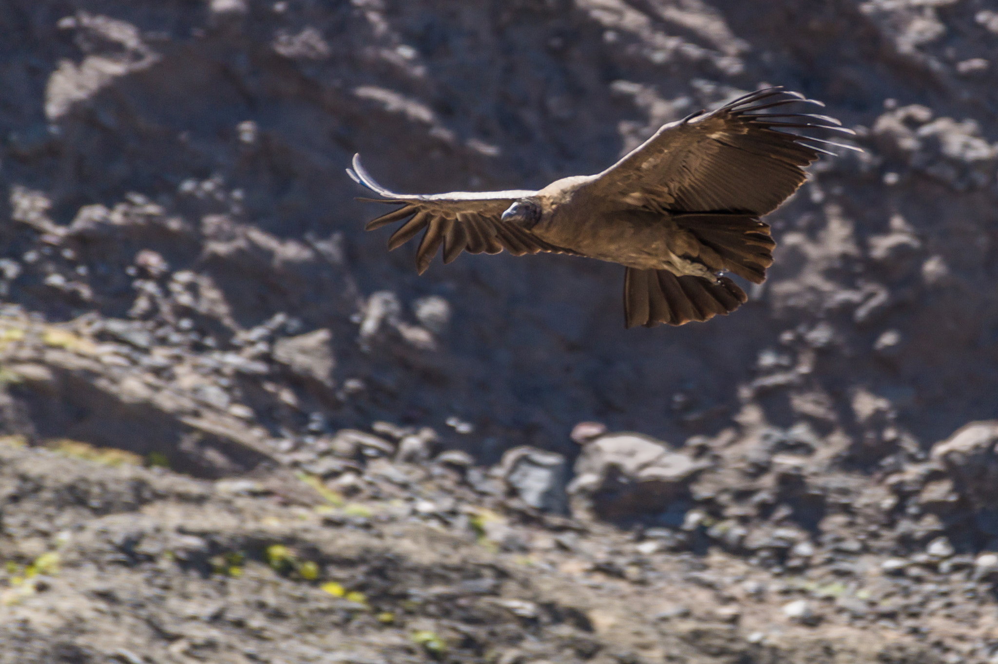 Sony DT 55-300mm F4.5-5.6 SAM sample photo. Cóndor andino 02 photography