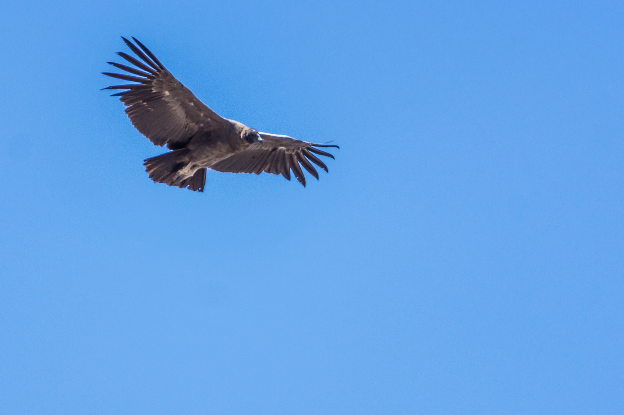 Sony DT 55-300mm F4.5-5.6 SAM sample photo. Cóndor andino 01 photography