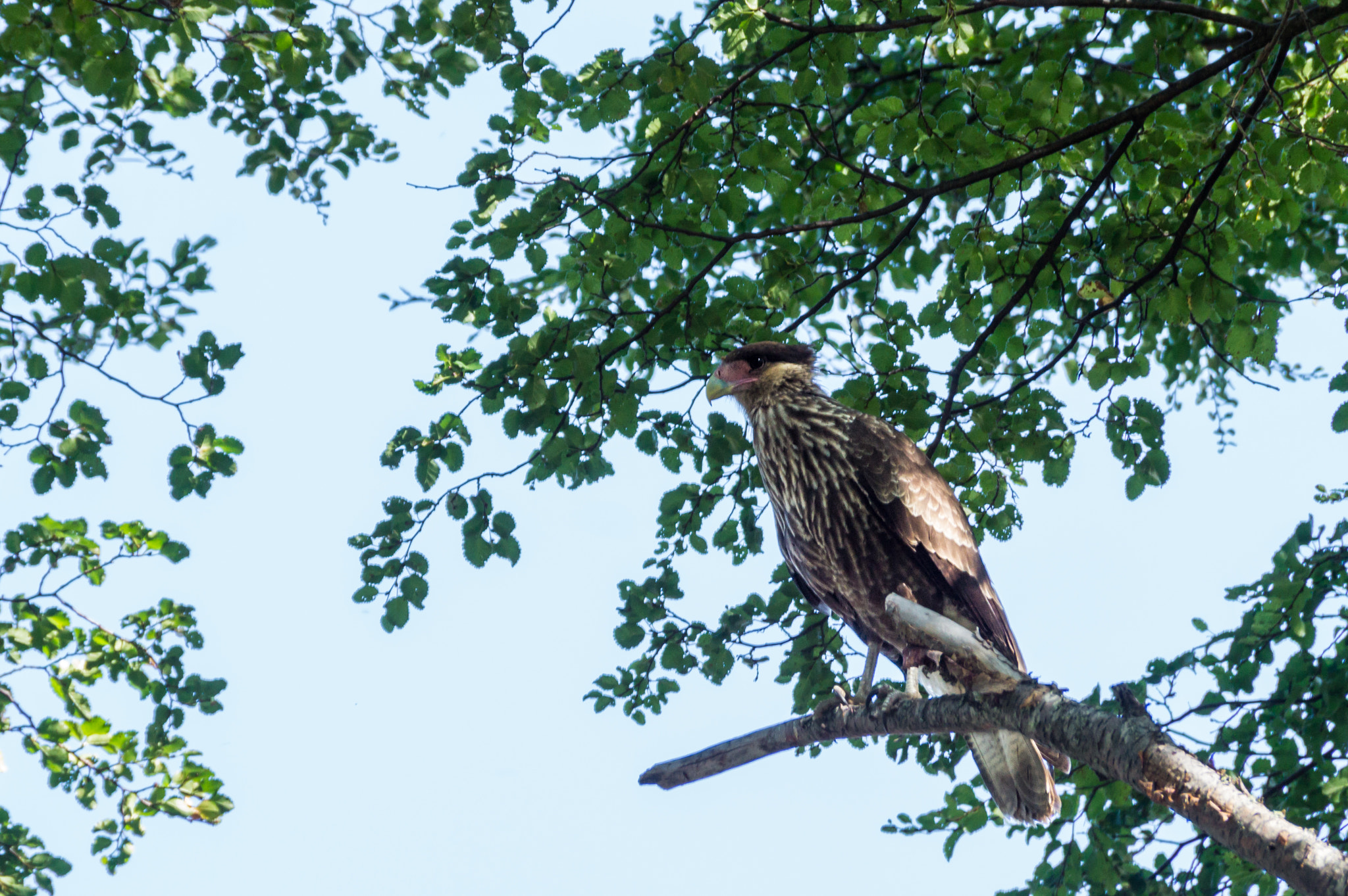 Sony DT 55-300mm F4.5-5.6 SAM sample photo. Carancho photography