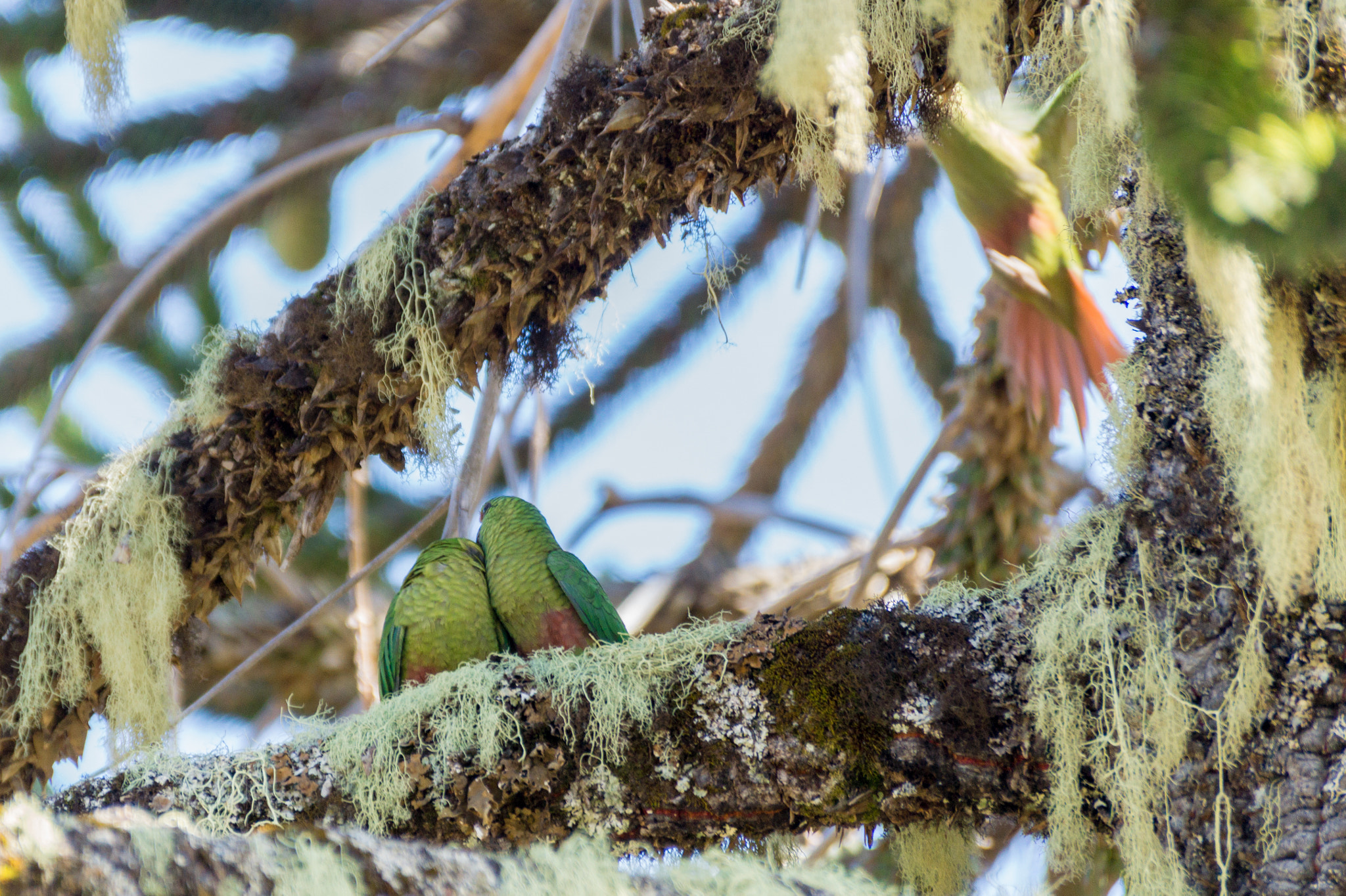 Sony SLT-A58 + Sony DT 55-300mm F4.5-5.6 SAM sample photo. Pareja de choroy's photography