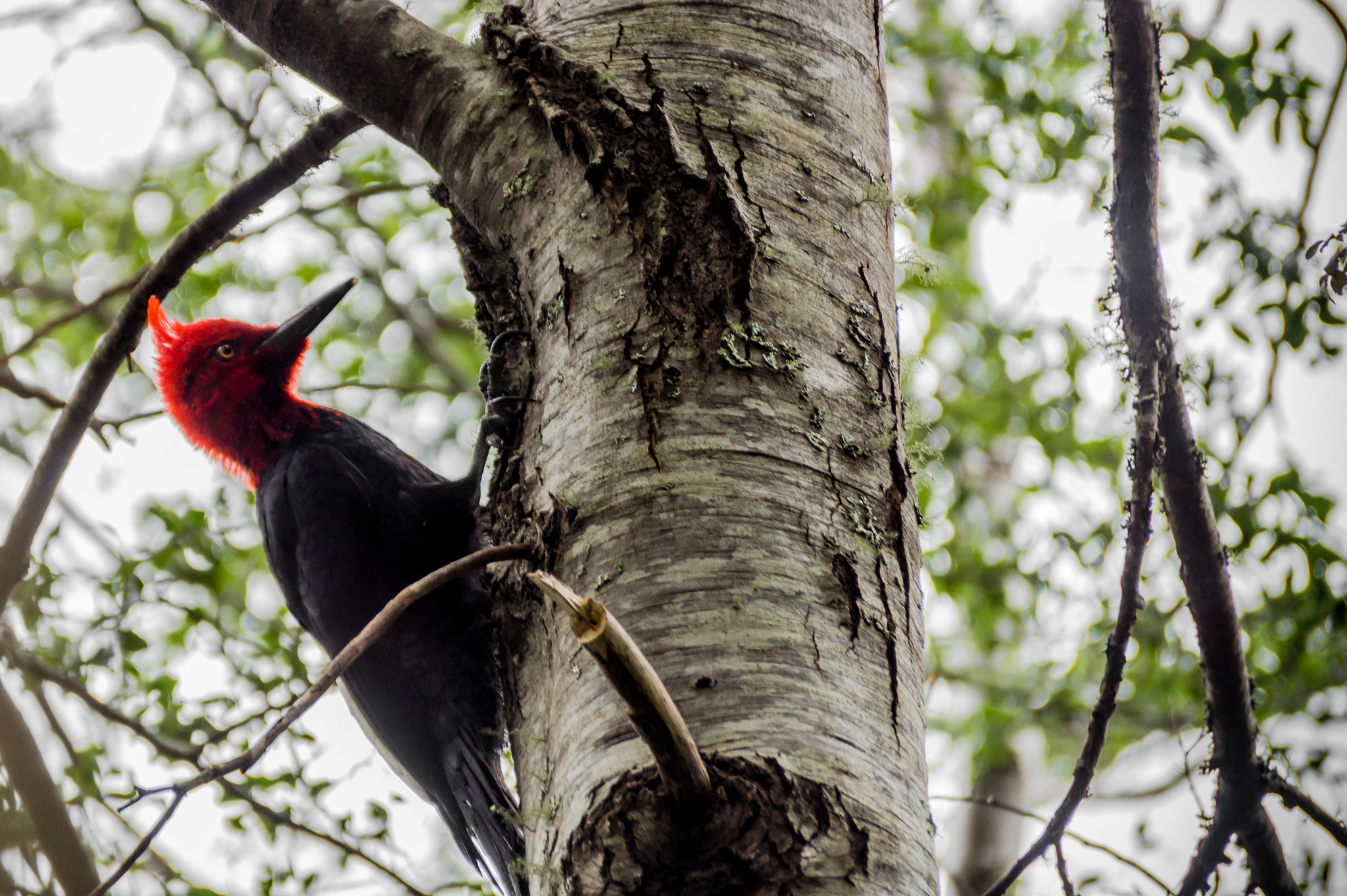 Sony DT 55-300mm F4.5-5.6 SAM sample photo. Carpintero negro photography