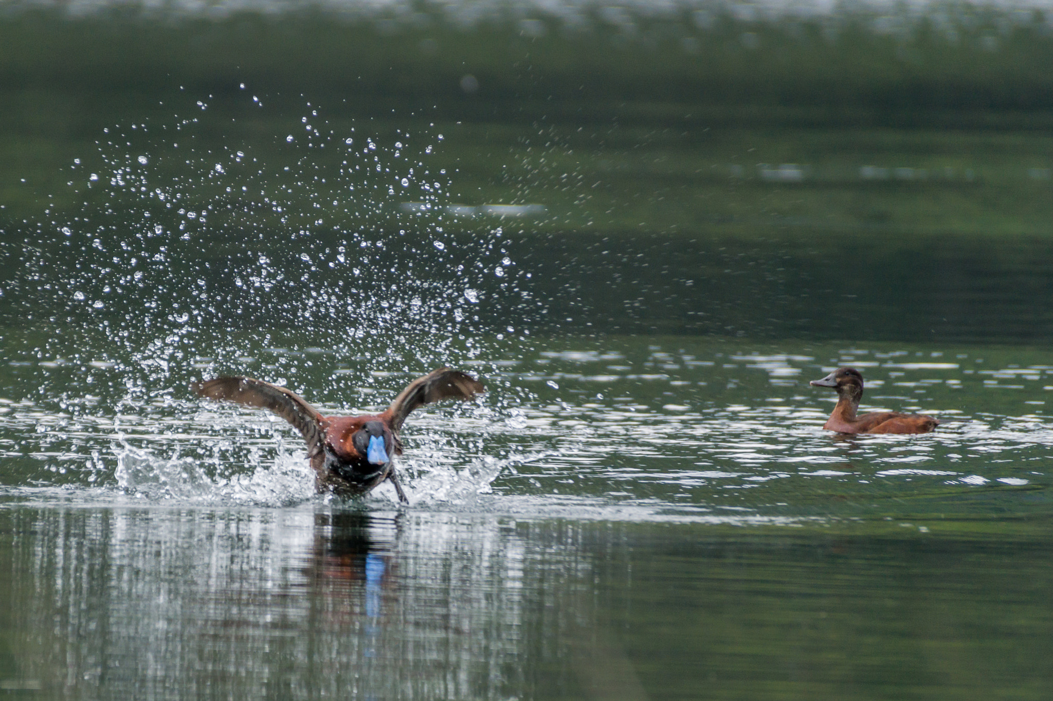 Sony DT 55-300mm F4.5-5.6 SAM sample photo. Pato pico azul photography