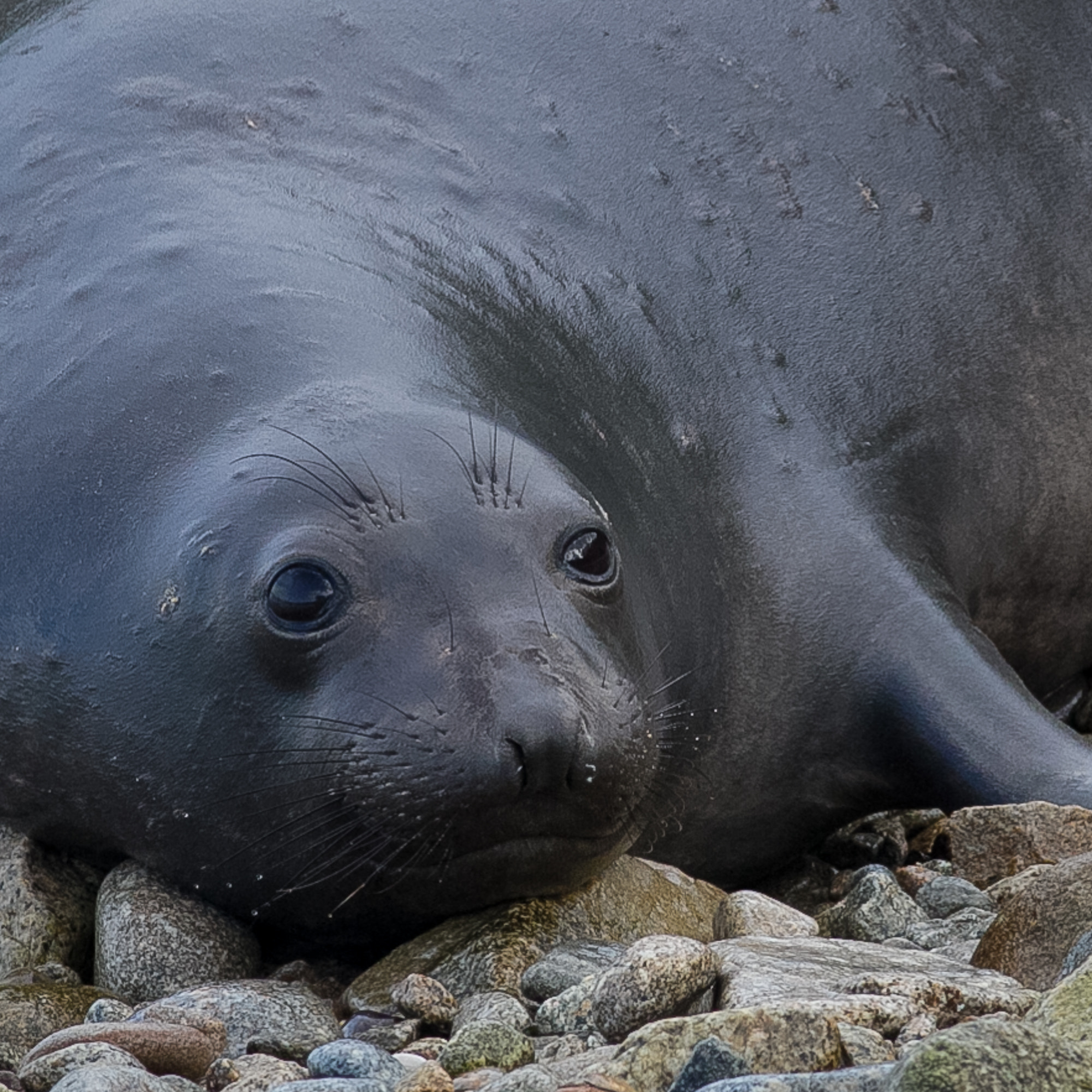 Canon EOS 7D + Canon EF 400mm F5.6L USM sample photo. Elephant seal photography