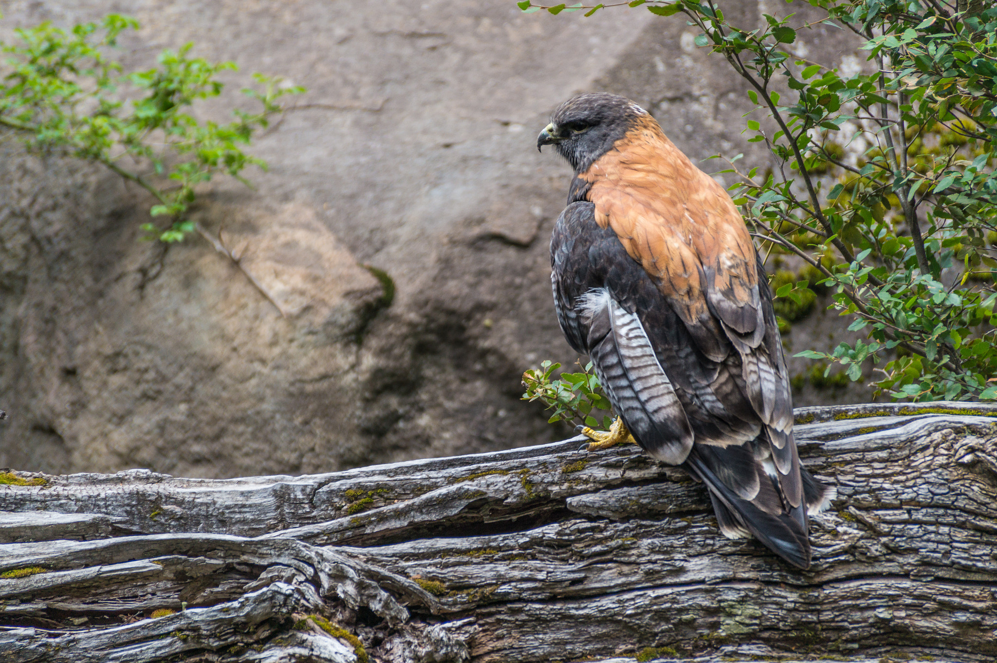 Sony DT 55-300mm F4.5-5.6 SAM sample photo. Aguilucho chileno photography