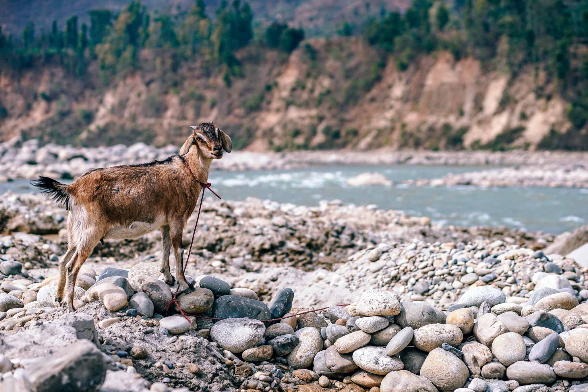 DT 85mm F1.8 SAM sample photo. Happy goat photography