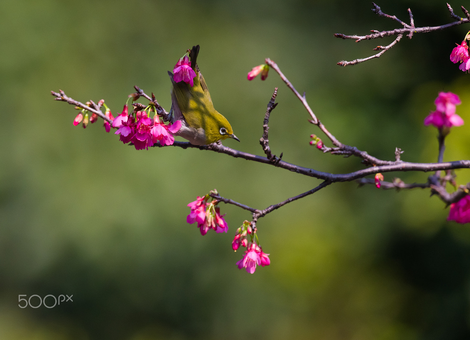 Canon EOS-1D X + Canon EF 800mm F5.6L IS USM sample photo. Spring time photography
