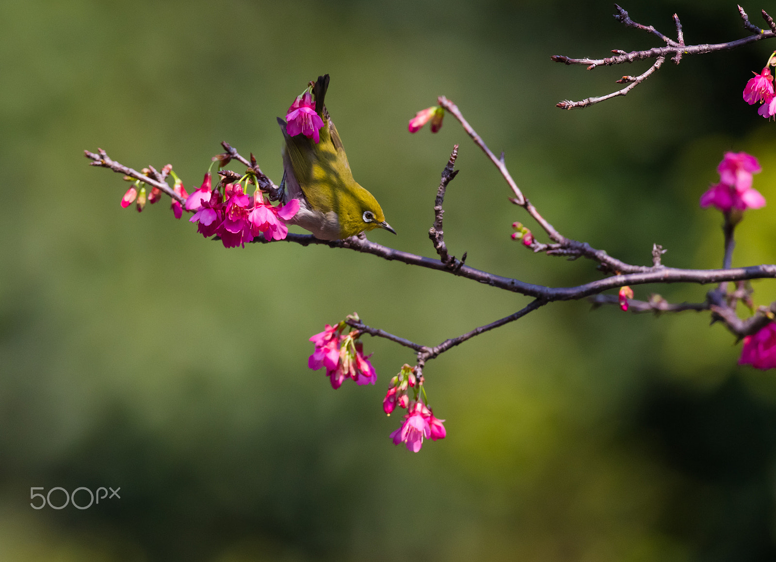 Canon EF 800mm F5.6L IS USM sample photo. Spring time photography