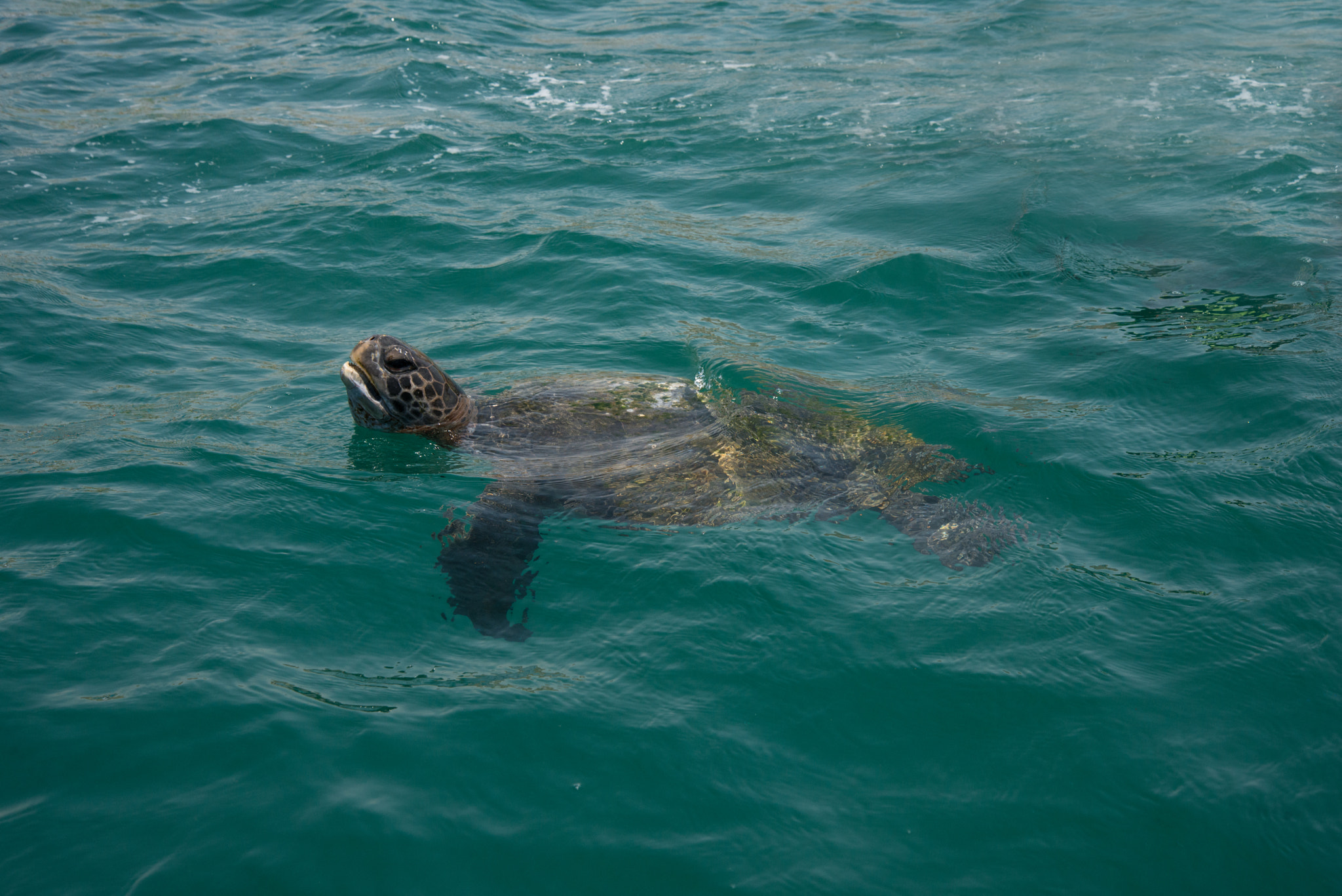 Nikon D800 sample photo. Tortuga marina en el Ñuro. photography