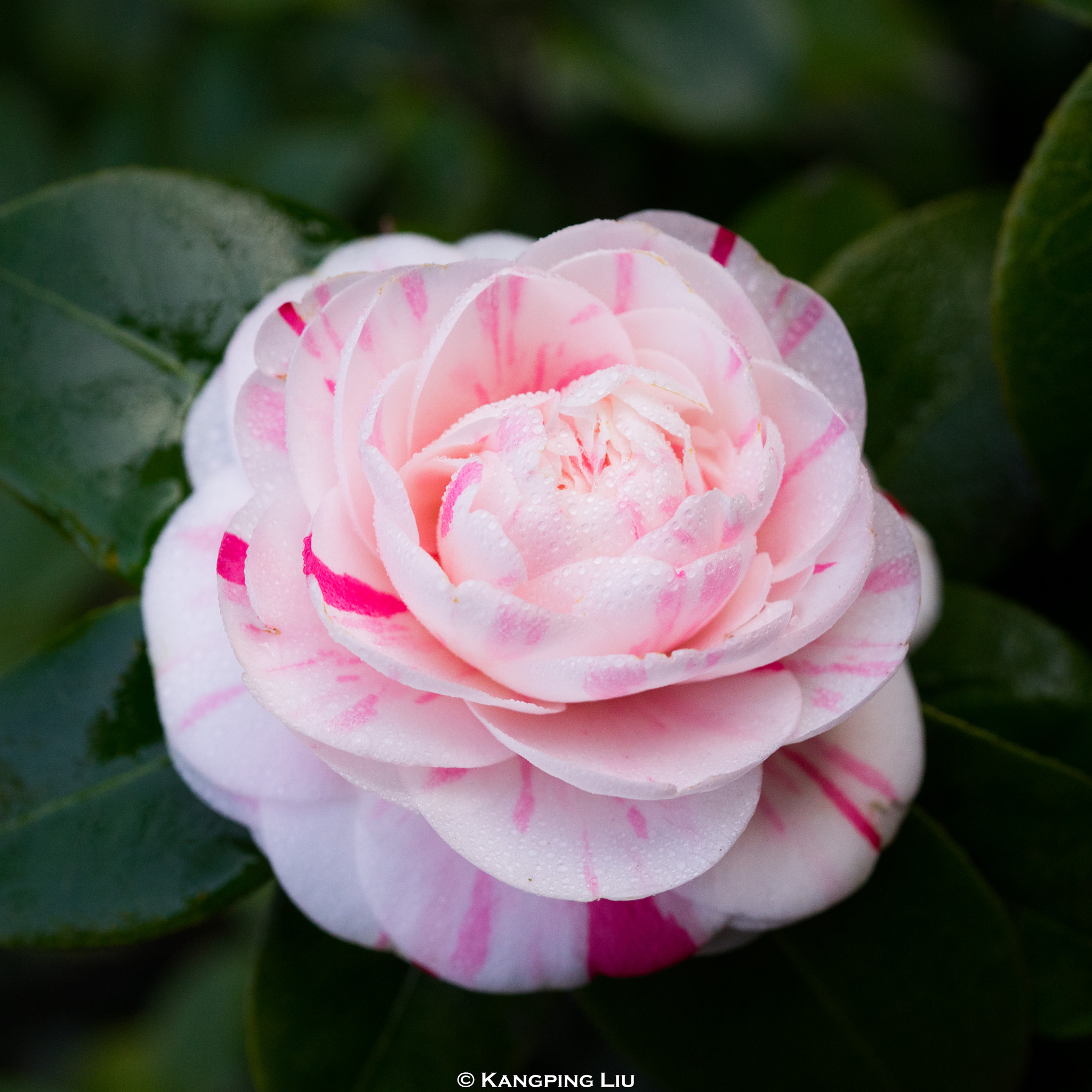 Sony a7 + Sony FE 50mm F2.8 Macro sample photo. Camellia #1 photography