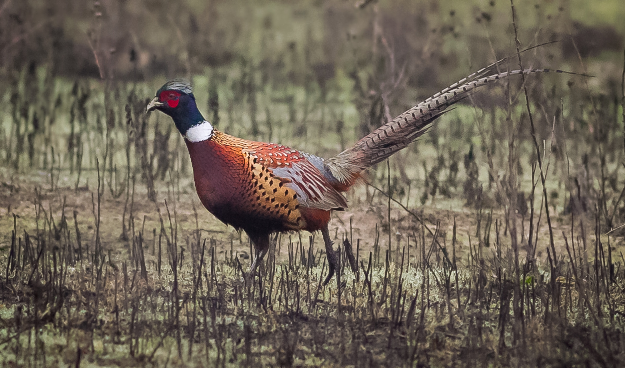 Canon EOS 7D + Canon EF 400mm F5.6L USM sample photo. Ring-necked pheasant photography
