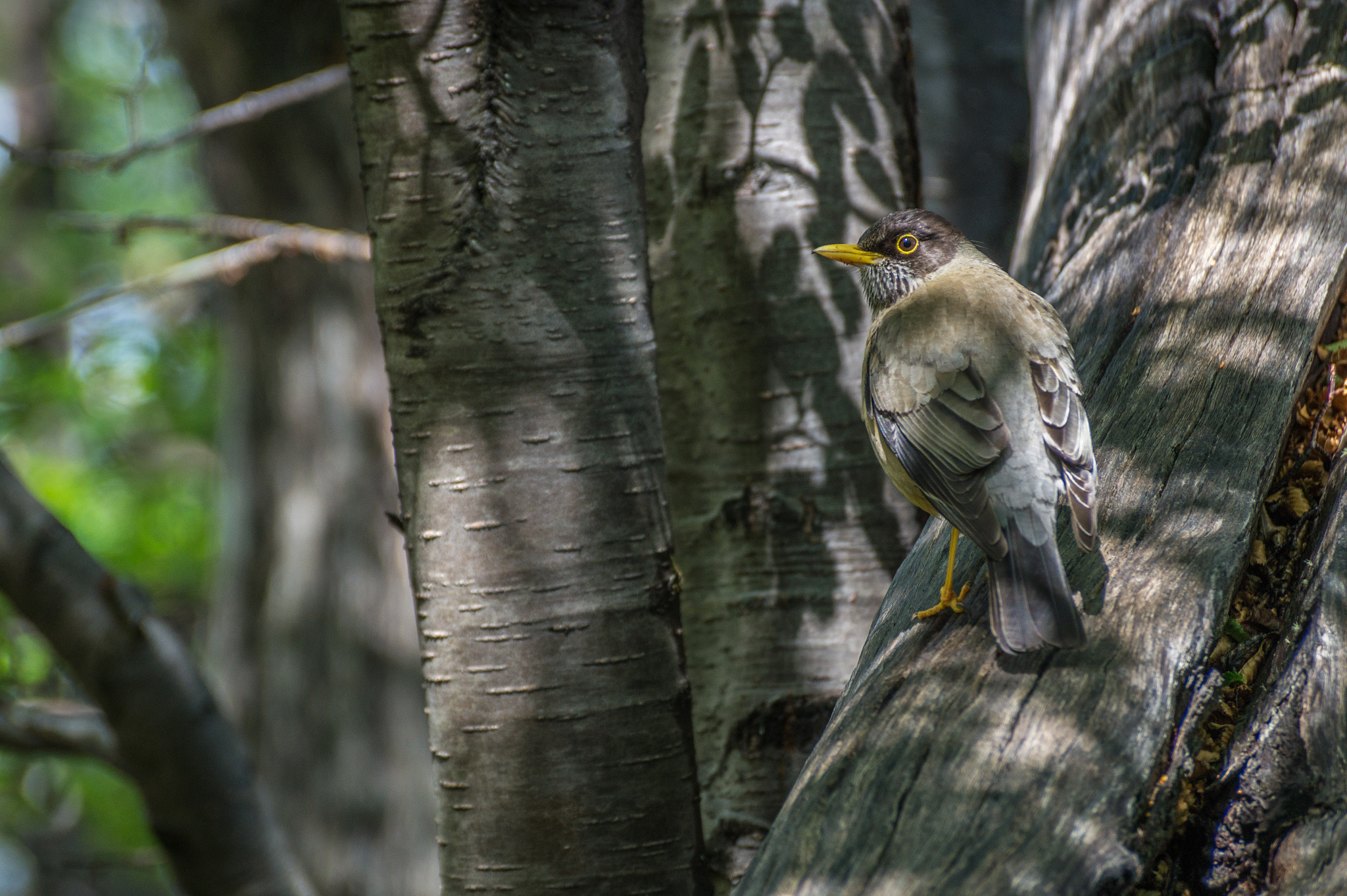 Sony DT 55-300mm F4.5-5.6 SAM sample photo. Zorzal 01 photography