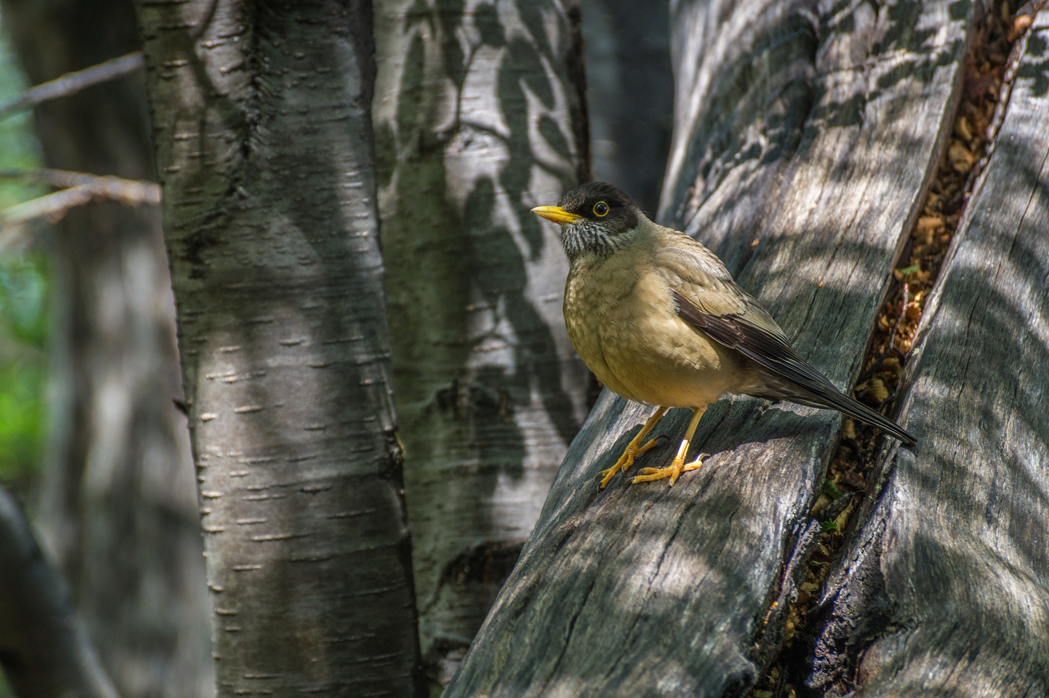 Sony DT 55-300mm F4.5-5.6 SAM sample photo. Zorzal 02 photography