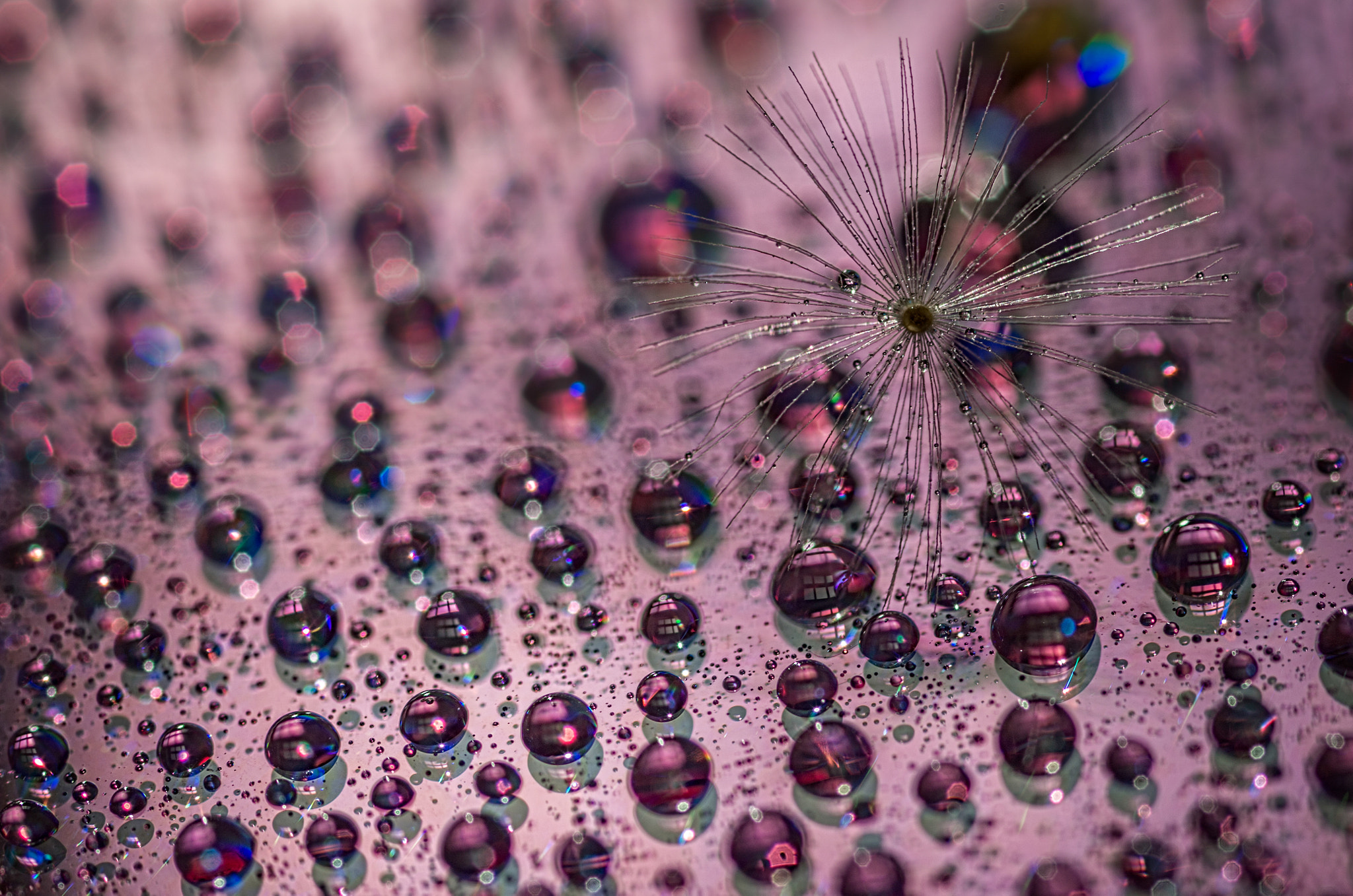 Pentax K-30 sample photo. Dandelion with droplets iii photography