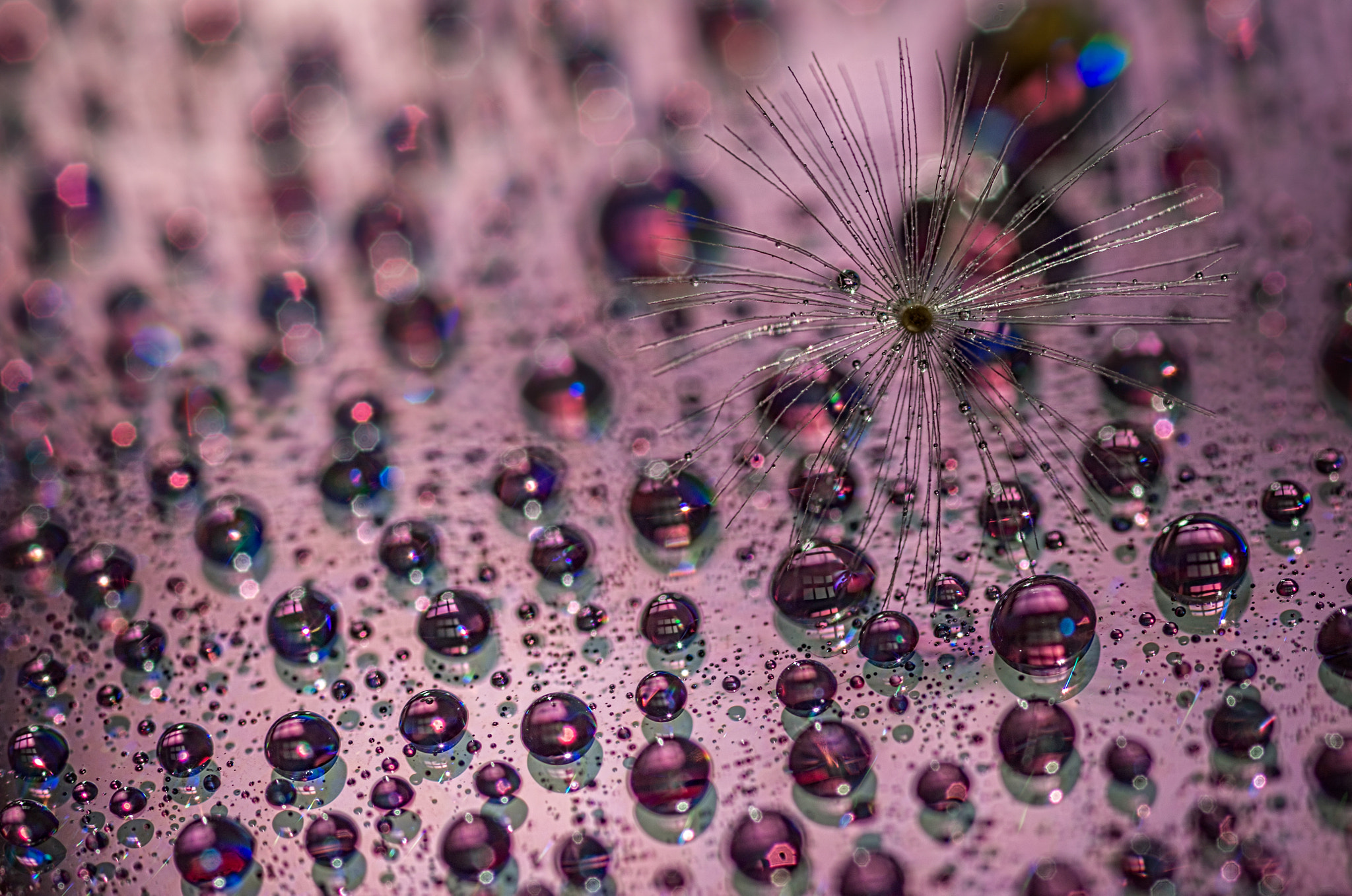 Pentax K-30 + Pentax smc D-FA 50mm F2.8 Macro sample photo. Dandelion with droplets iii photography