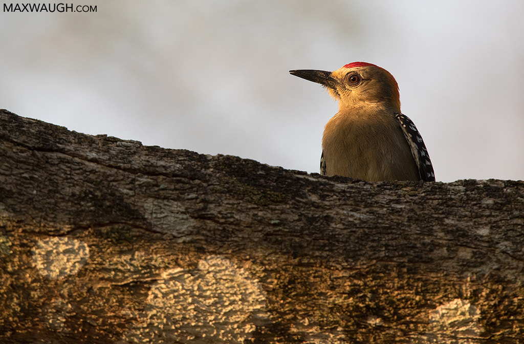 Canon EF 500mm F4L IS II USM sample photo. Hoffmann's woodpecker photography