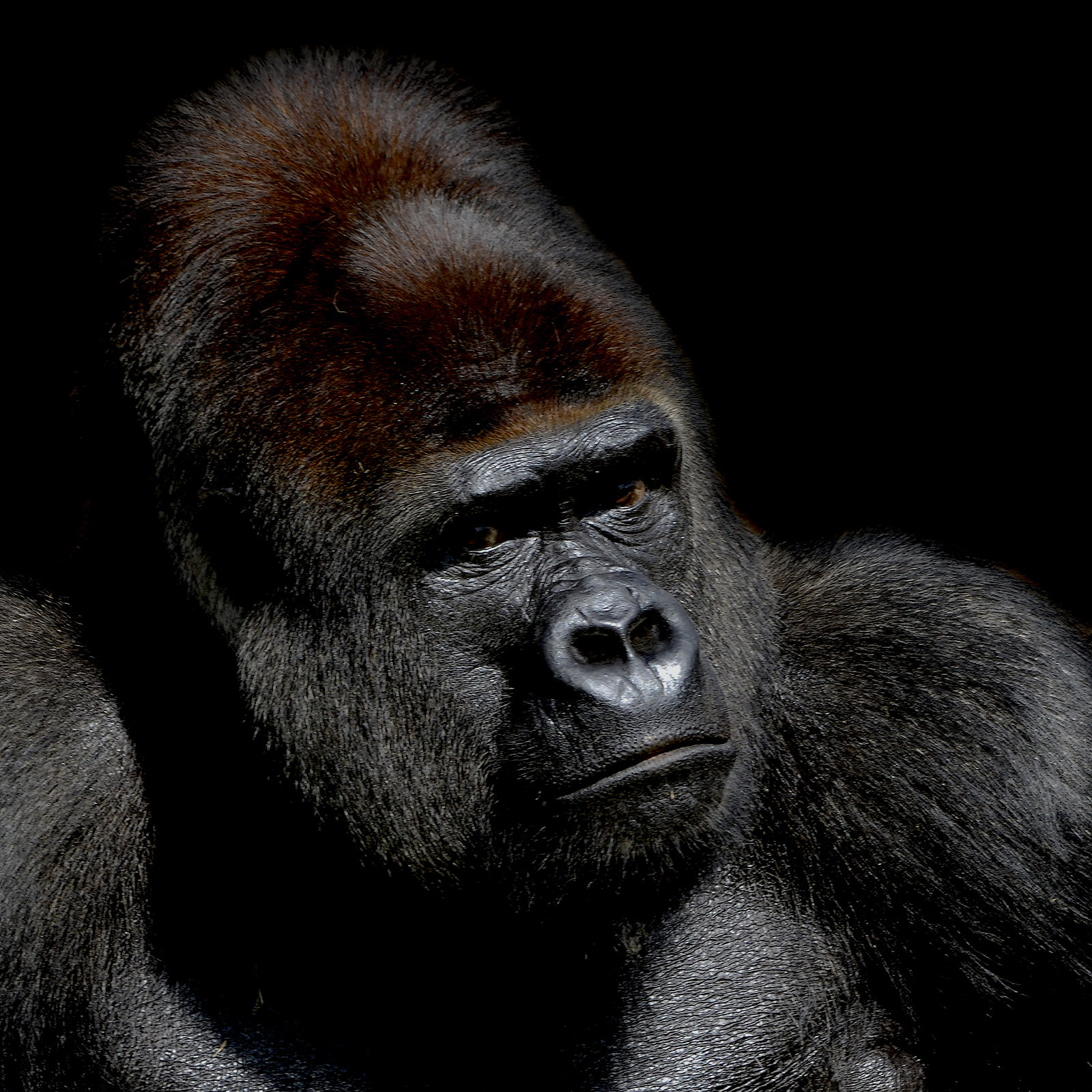 Nikon D7000 + Sigma 150-500mm F5-6.3 DG OS HSM sample photo. Gorilla portrait - clk photography