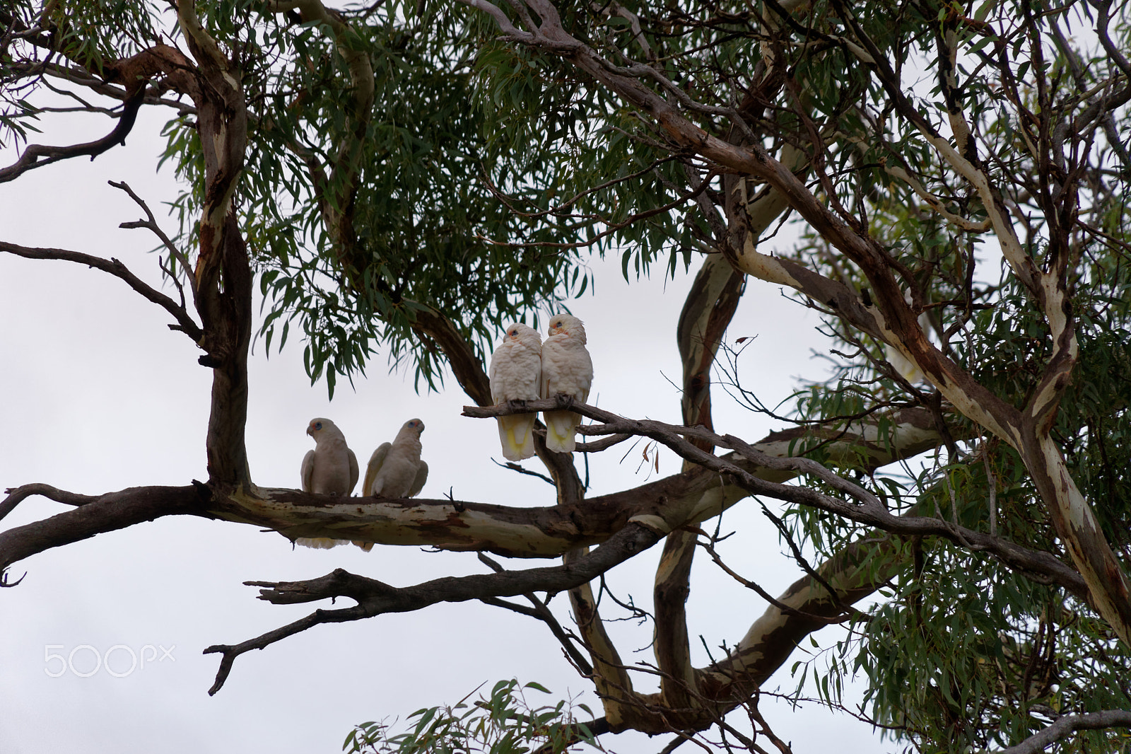 Sony a7 sample photo. Love birds photography