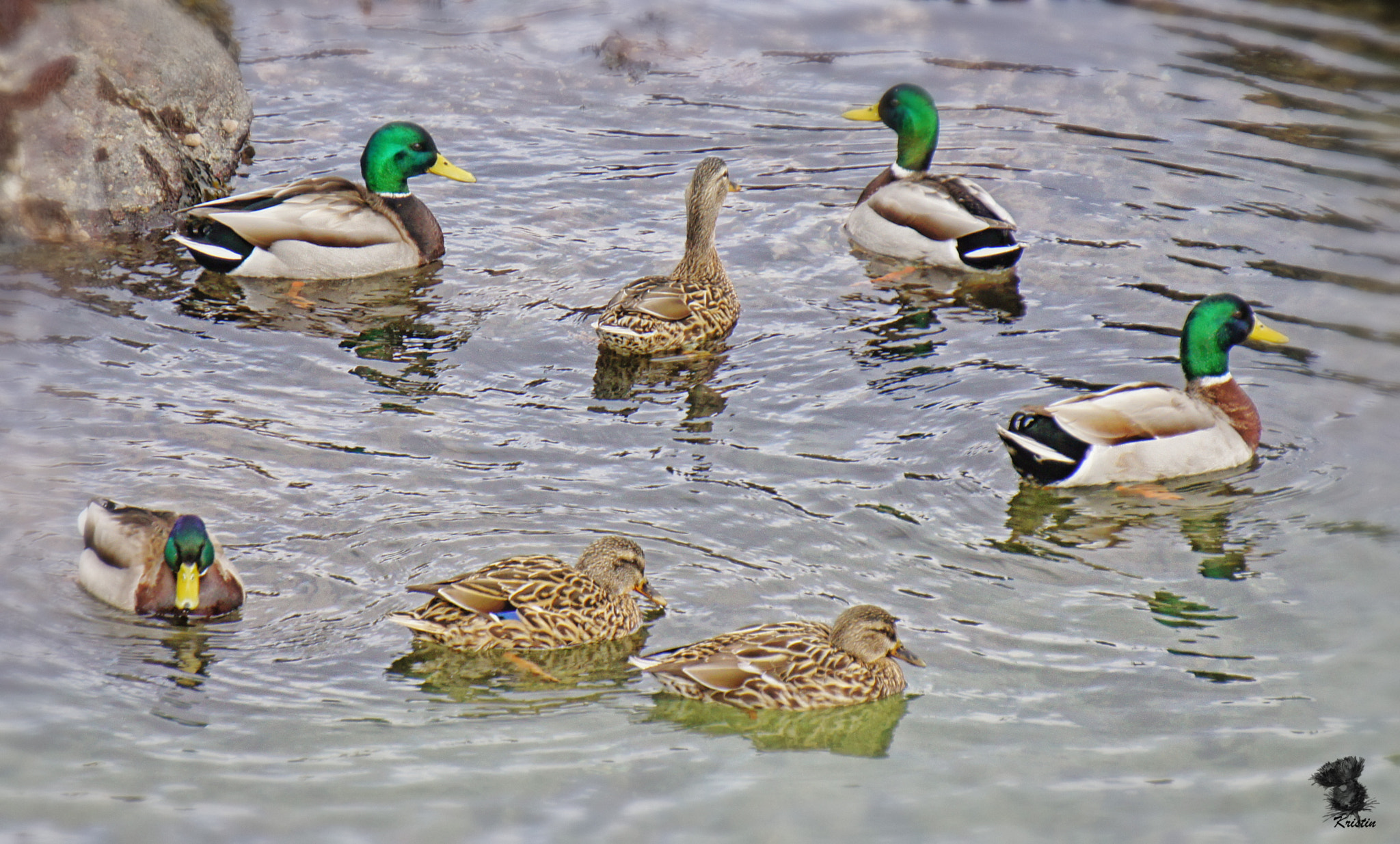 Sony Alpha NEX-3 sample photo. Mallards photography