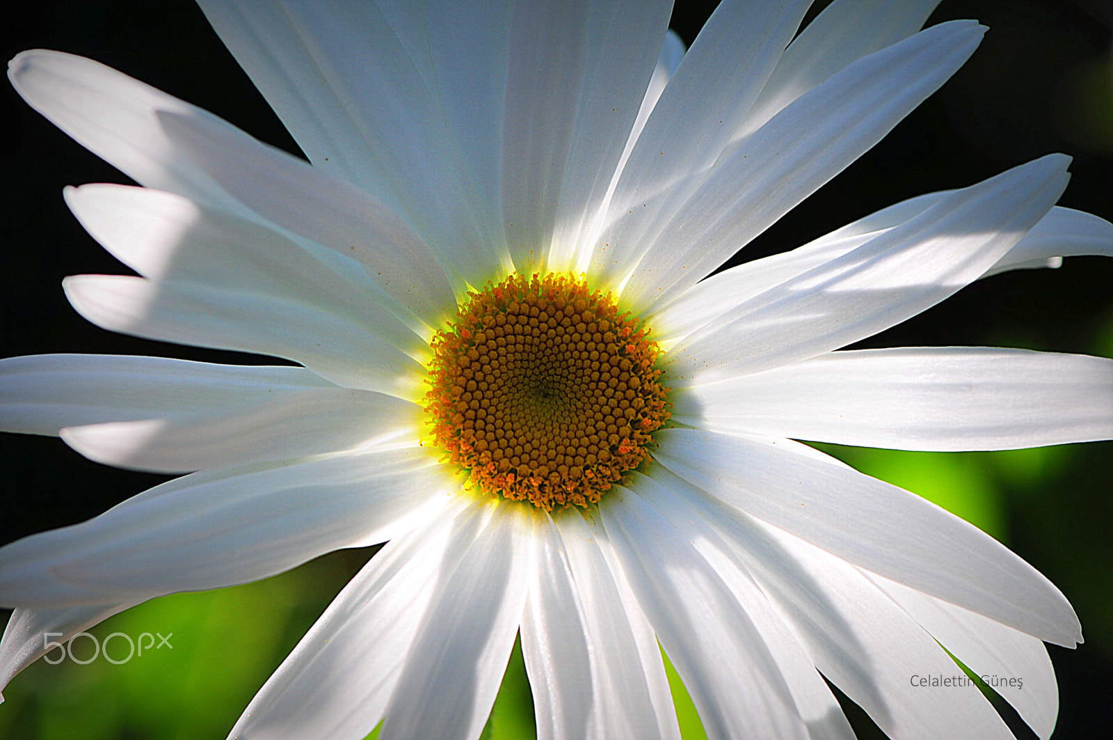 Nikon AF-S Micro-Nikkor 105mm F2.8G IF-ED VR sample photo. Daisy and sun photography