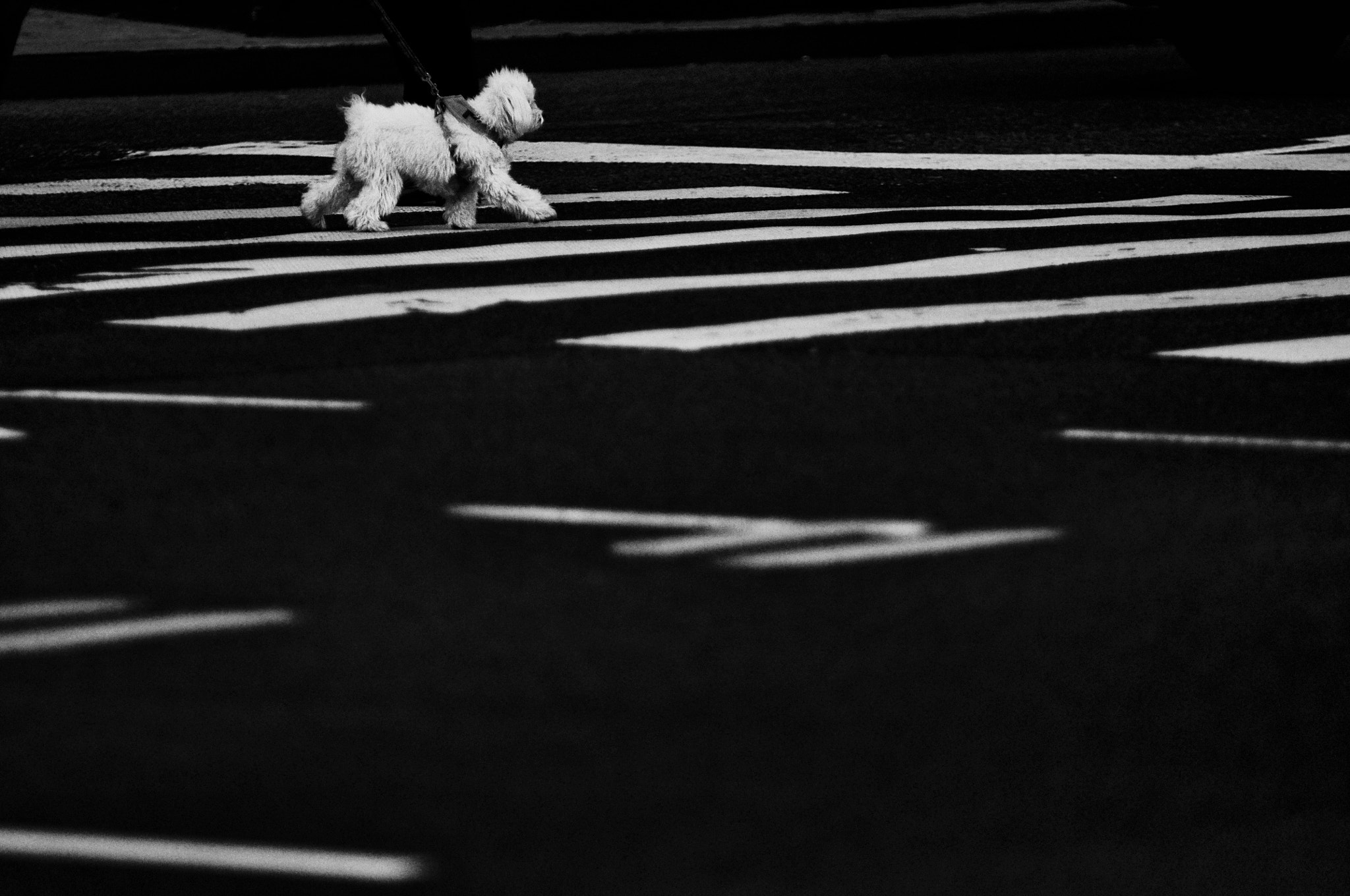 Sigma 70-200mm F2.8 EX DG OS HSM sample photo. On a stroll photography