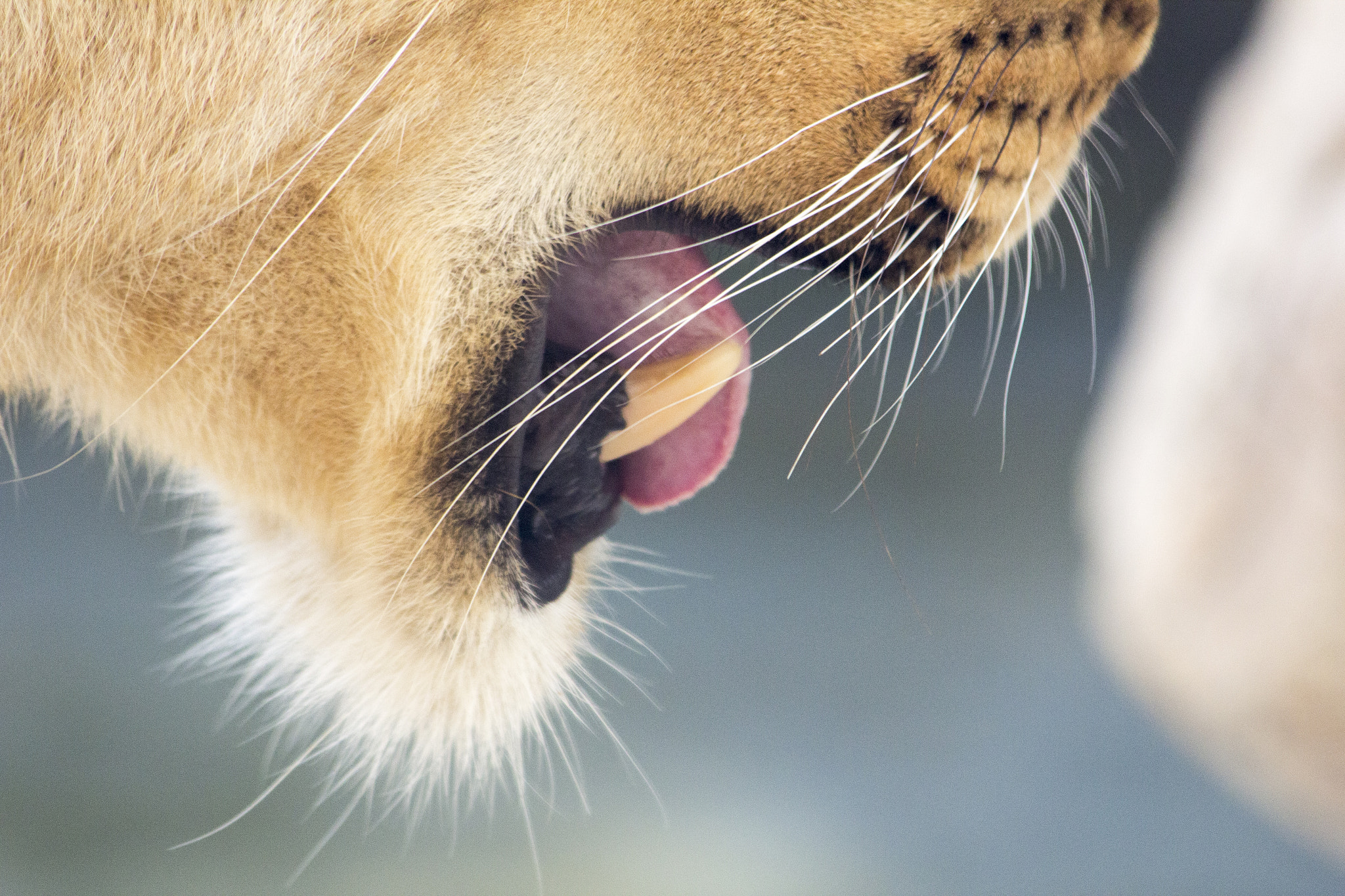 Canon EF 70-300mm F4-5.6 IS USM sample photo. Angry lion roar photography