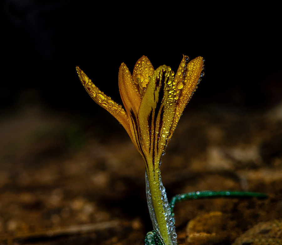 Pentax K20D + smc PENTAX-FA Macro 100mm F2.8 sample photo. Crocus photography