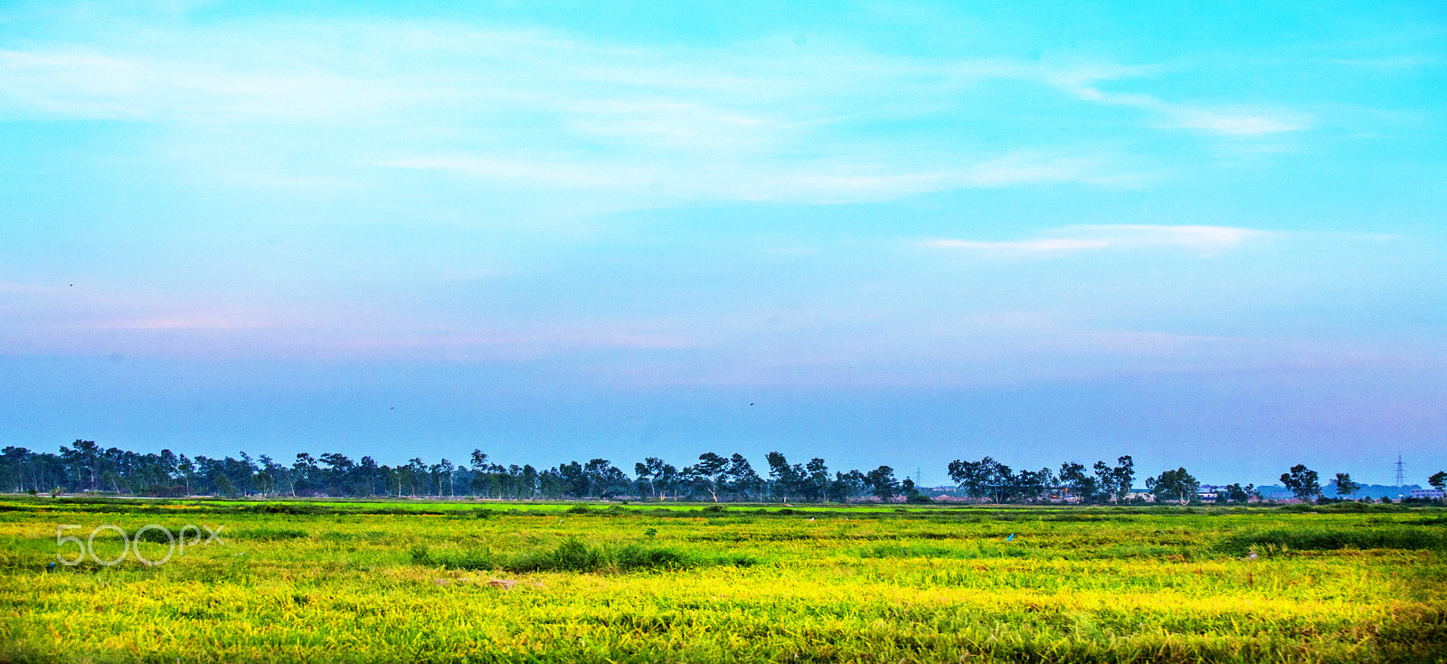 Canon EF 70-200mm F2.8L USM sample photo. Cánh đồng xa mờ photography