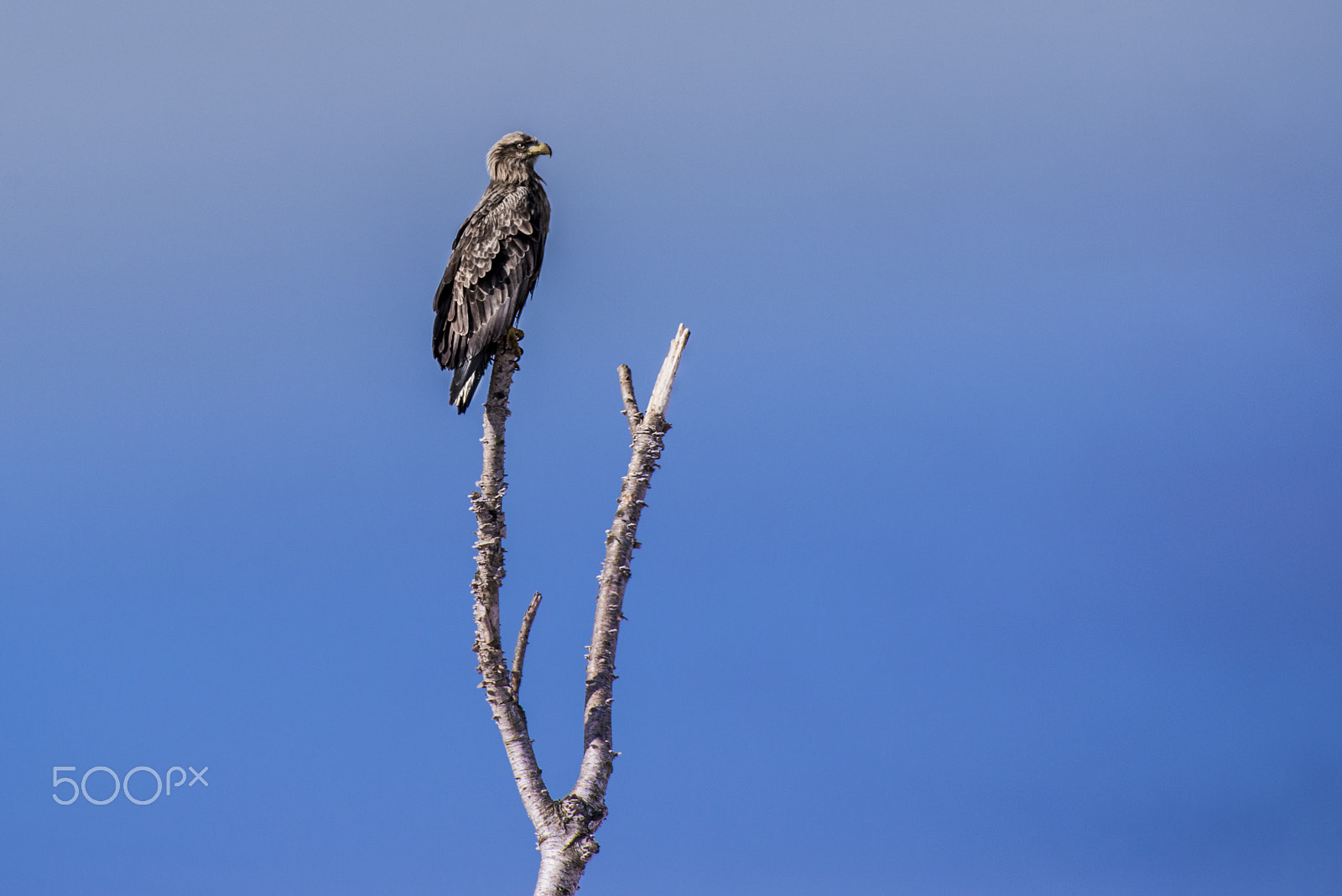 Nikon AF-S Nikkor 200-500mm F5.6E ED VR sample photo. Eagle photography