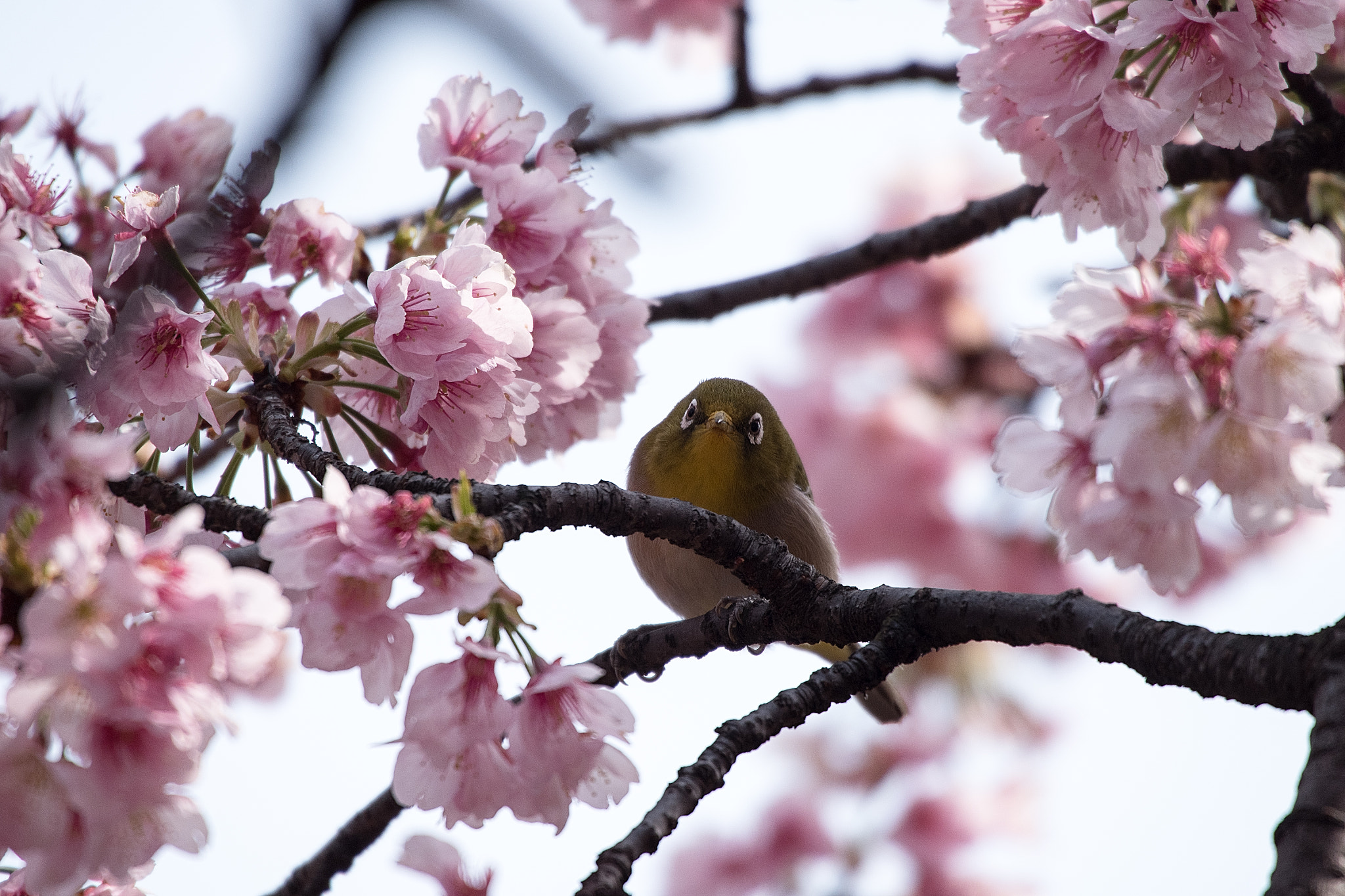 Pentax K-1 sample photo. What? photography