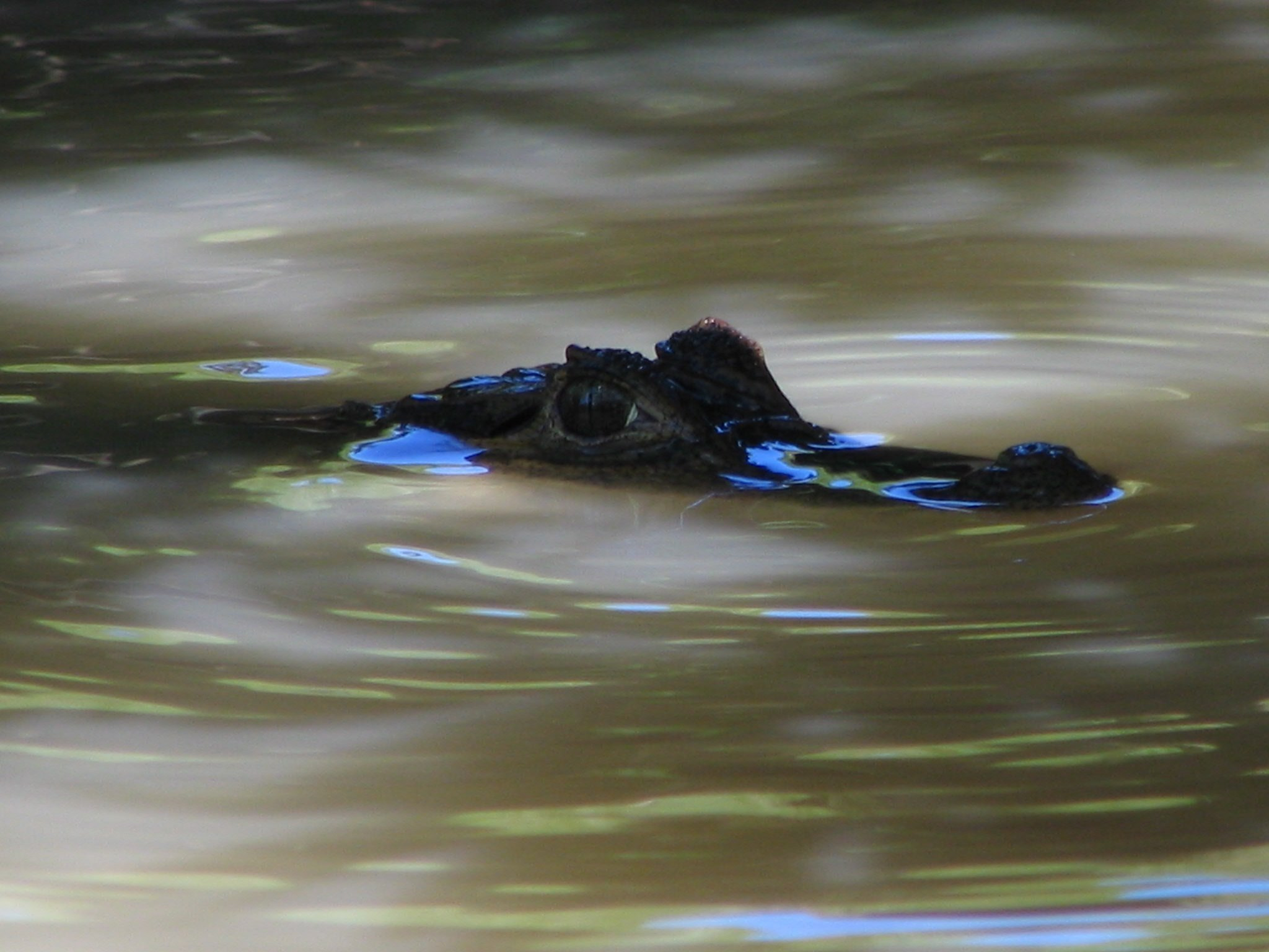 Canon POWERSHOT S1 IS sample photo. Nature flora and fauna of costa rica photography