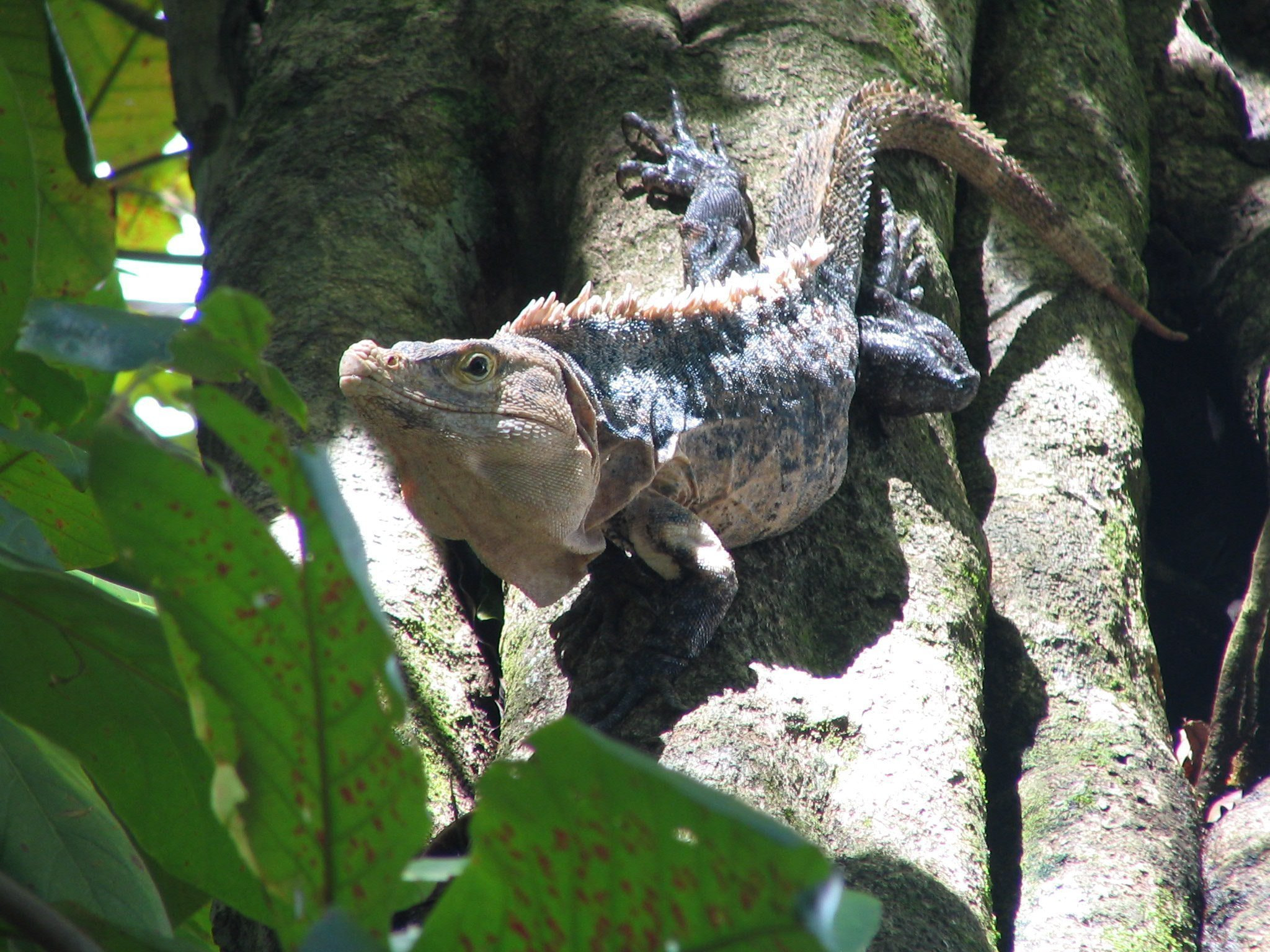 Canon POWERSHOT S1 IS sample photo. Nature flora and fauna of costa rica photography