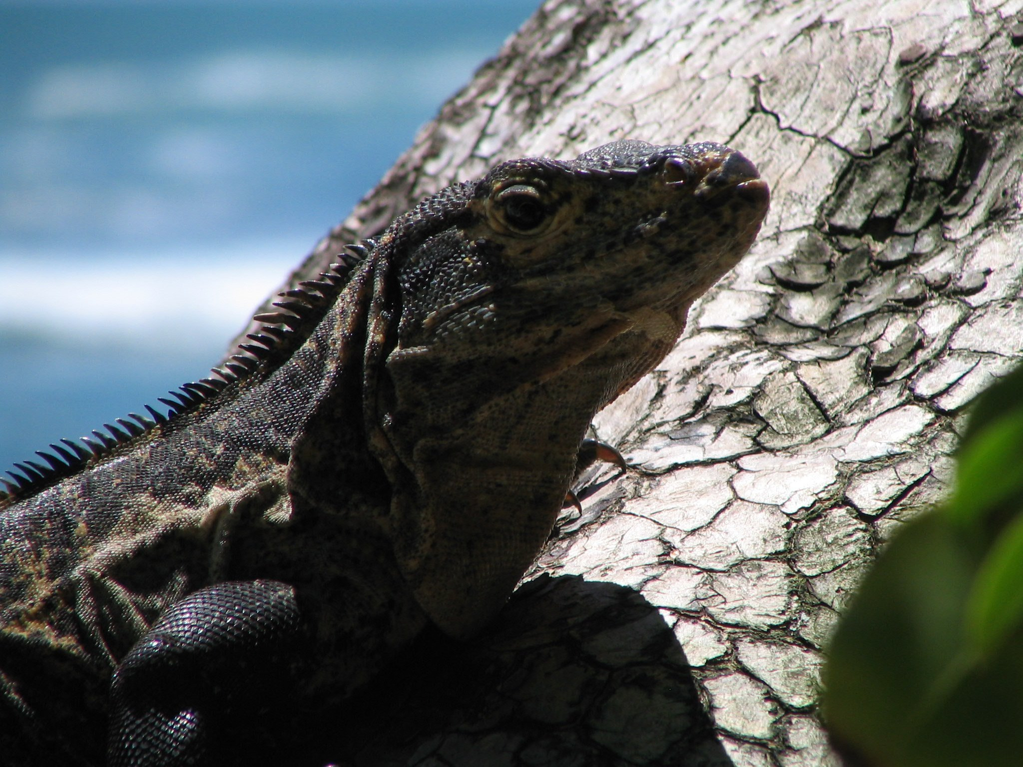 Canon POWERSHOT S1 IS sample photo. Nature flora and fauna of costa rica photography