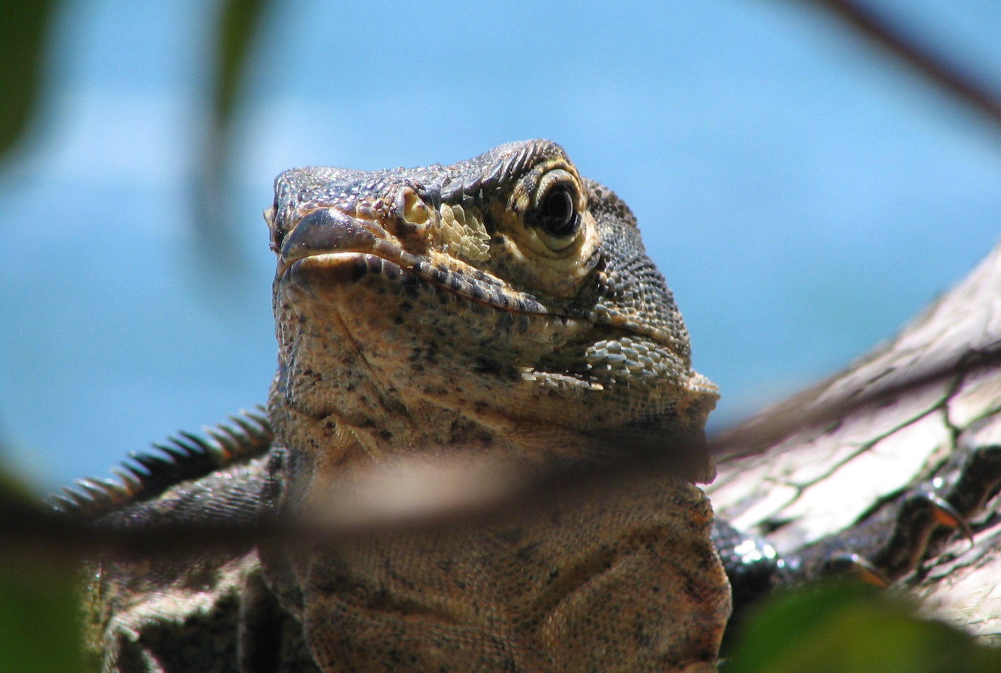 Canon POWERSHOT S1 IS sample photo. Nature flora and fauna of costa rica photography