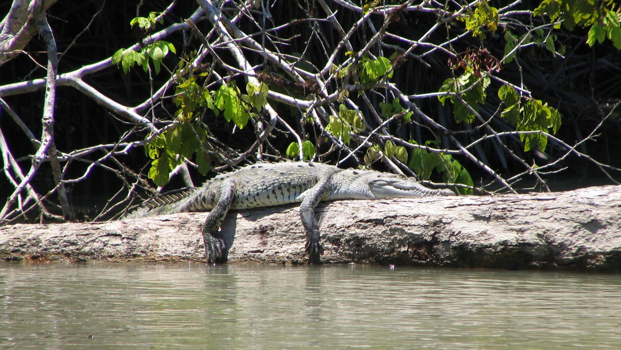 Canon POWERSHOT S1 IS sample photo. Nature flora and fauna of costa rica photography