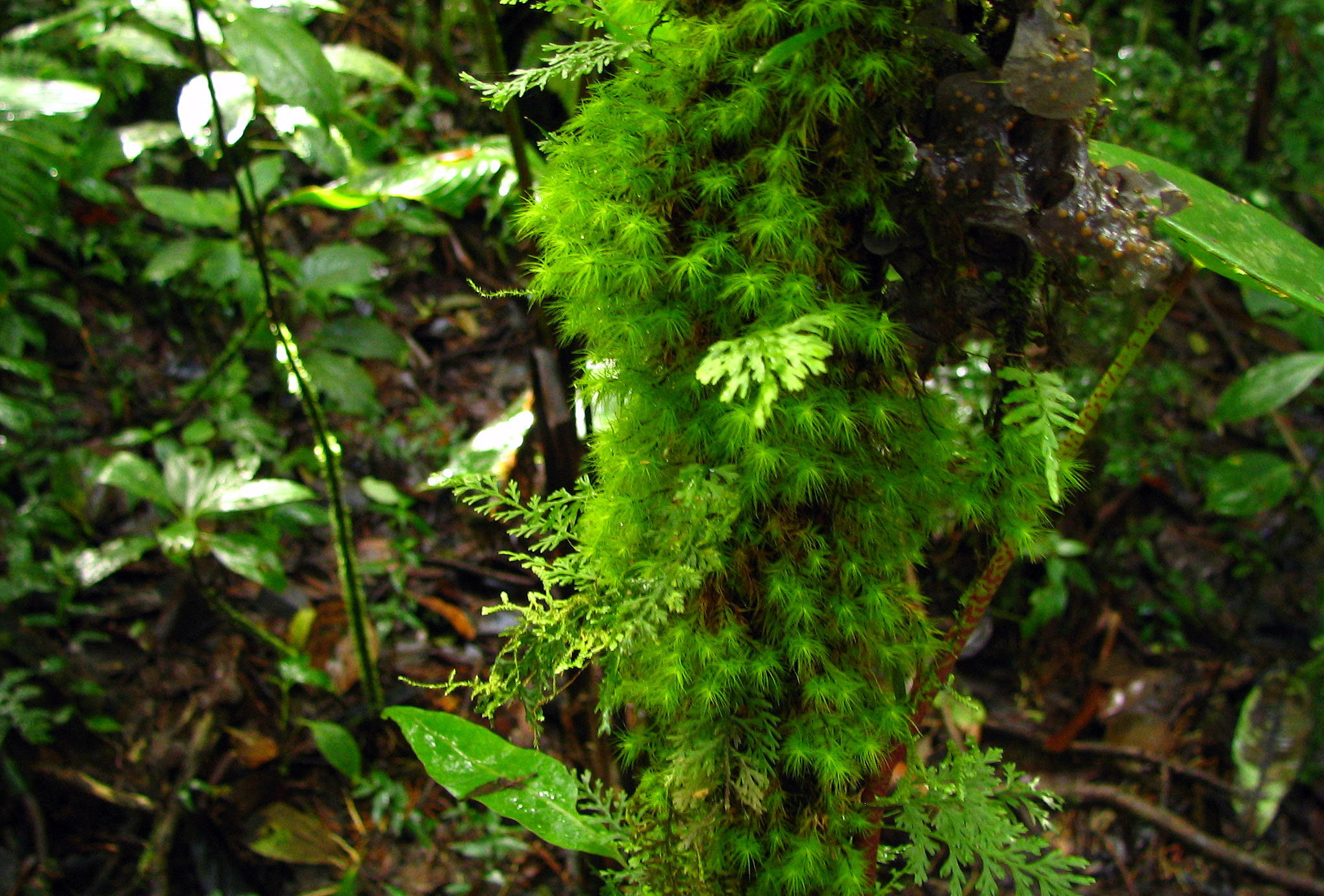 Canon POWERSHOT S1 IS sample photo. Tropical nature in a costa rican landscape photography