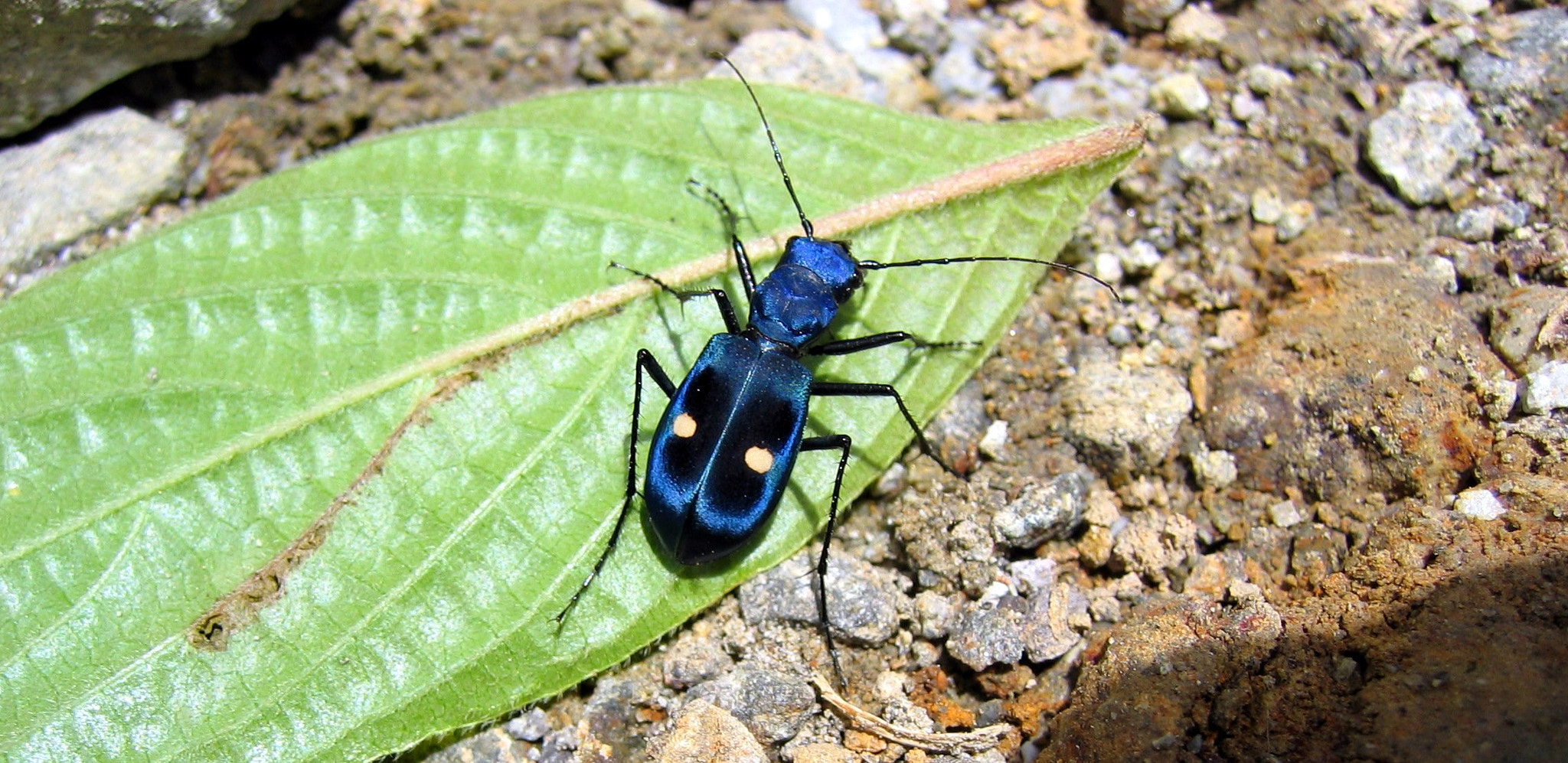 Canon DIGITAL IXUS 400 sample photo. Nature flora and fauna of costa rica photography